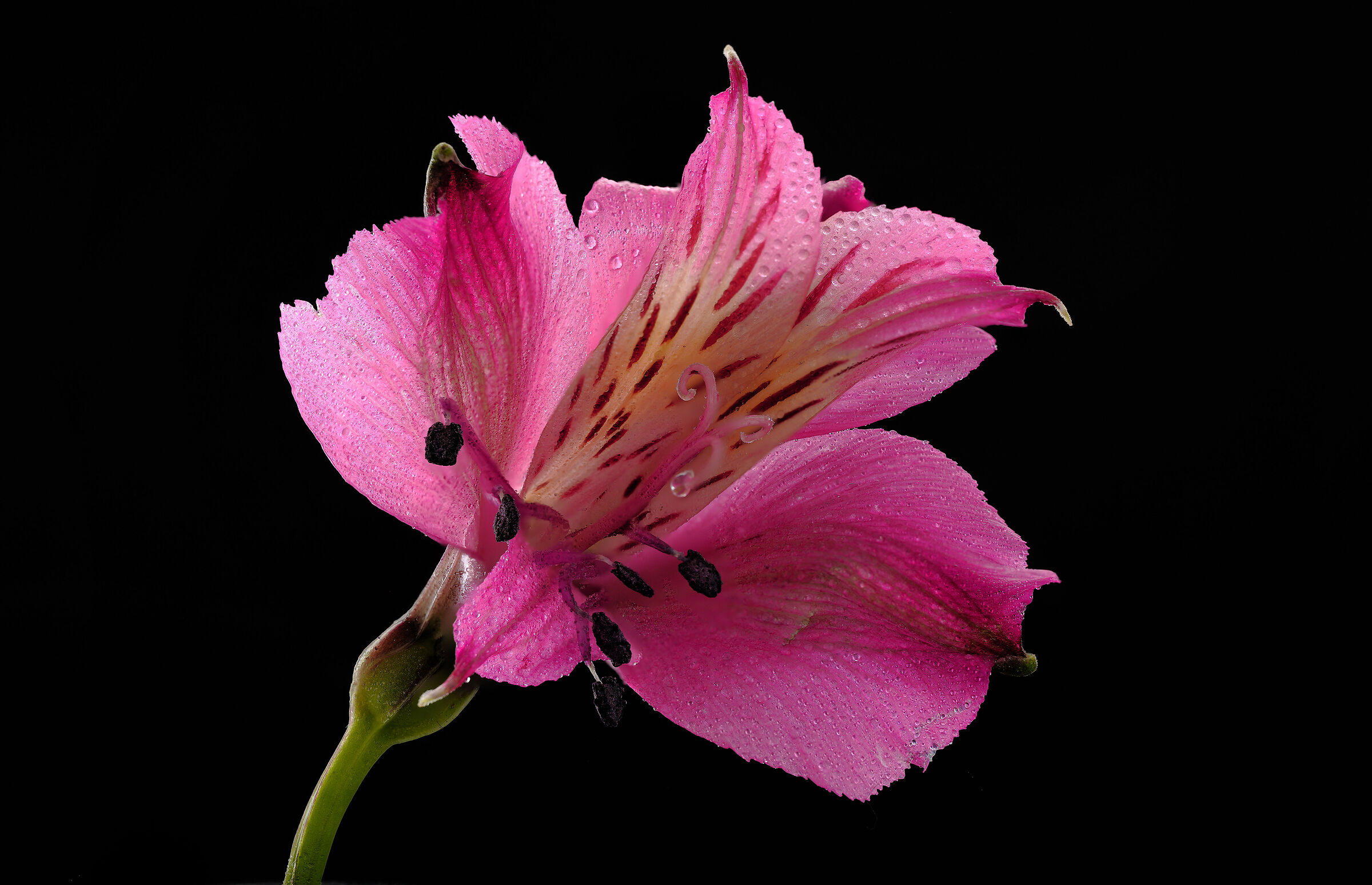 Alstroemeria.