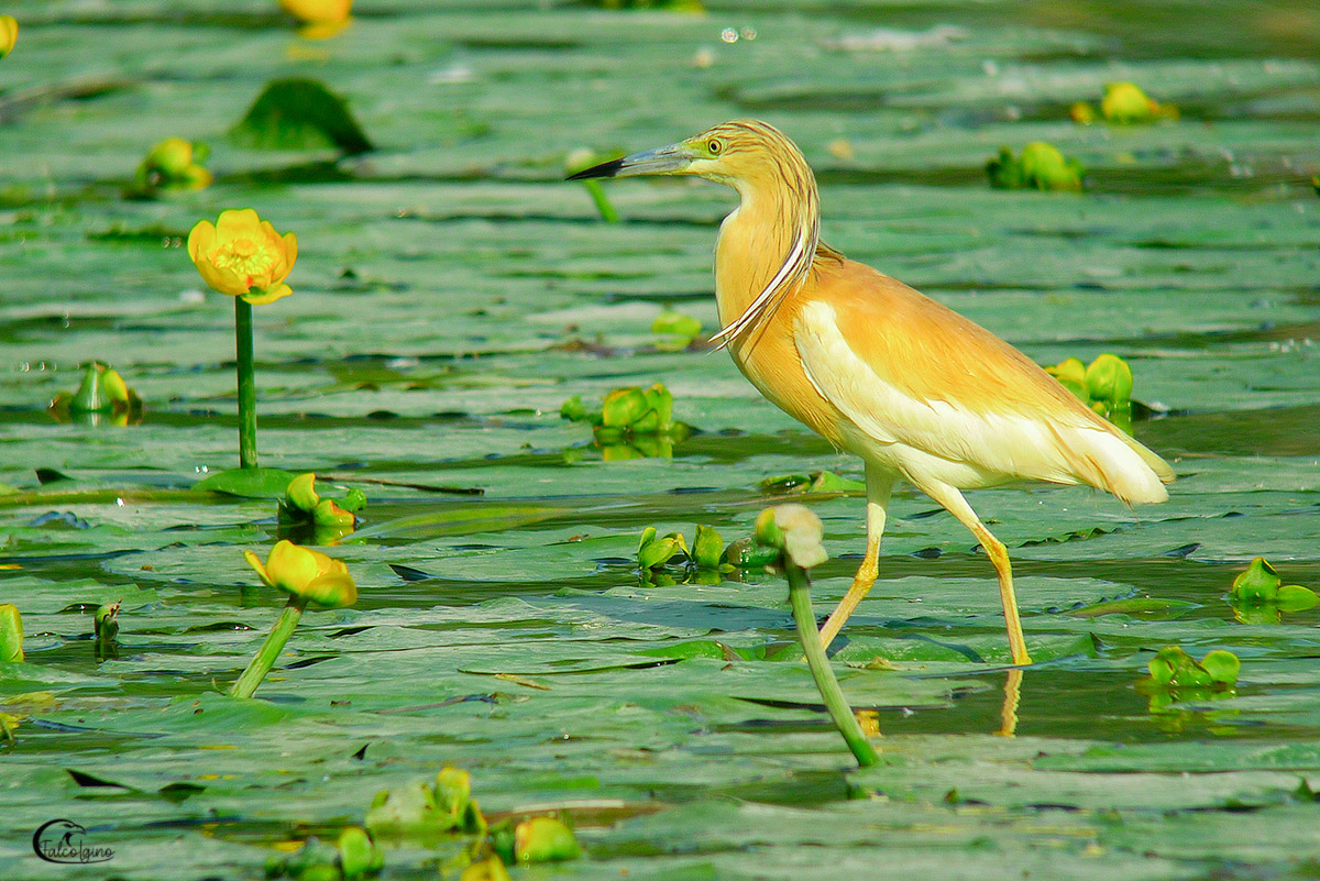 Among the buttercups