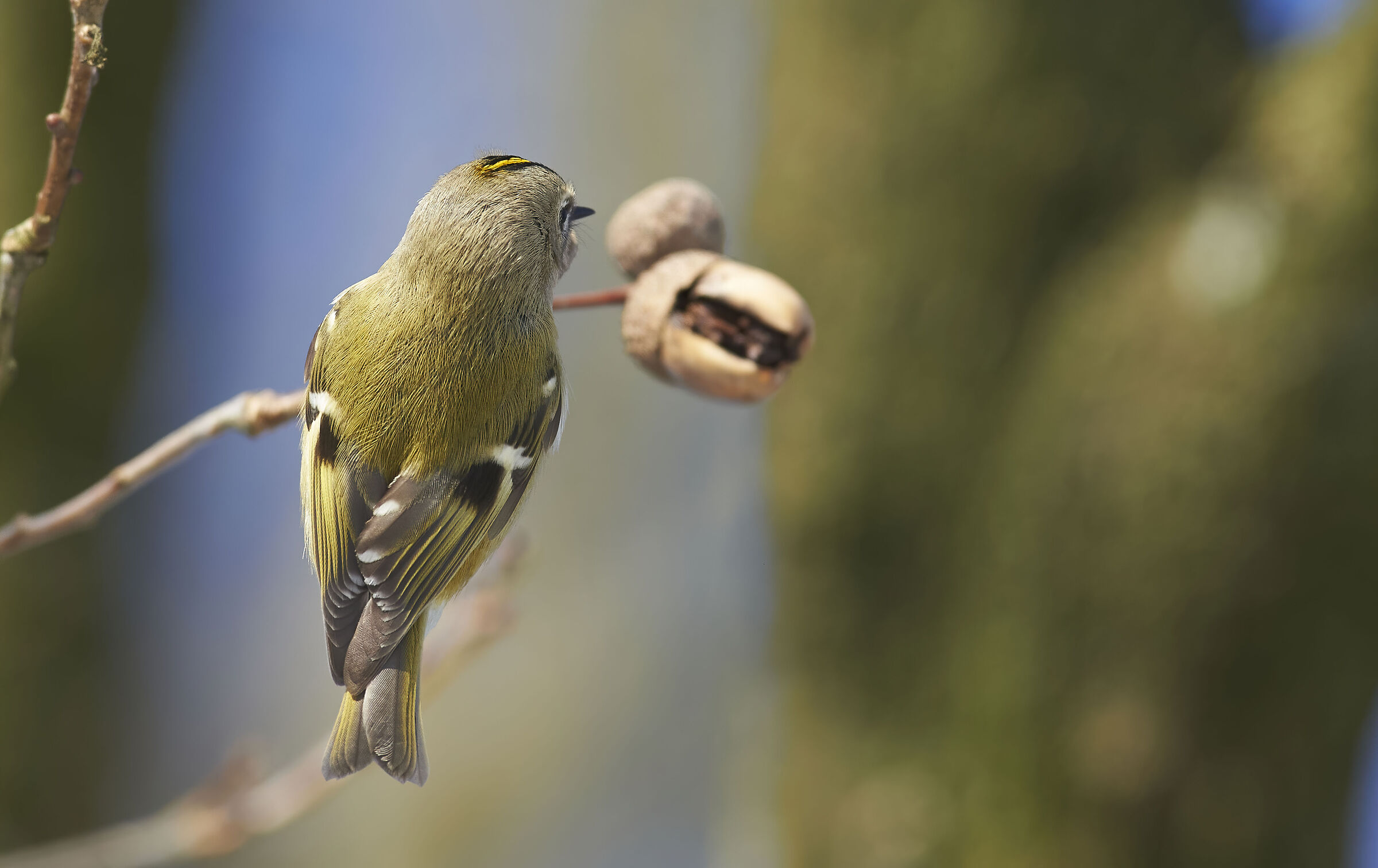Goldcrest & Acorn