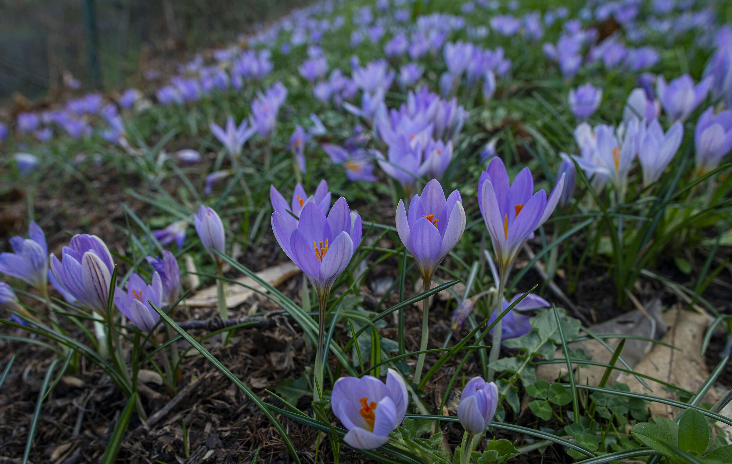 The crocuses, a spring announcement