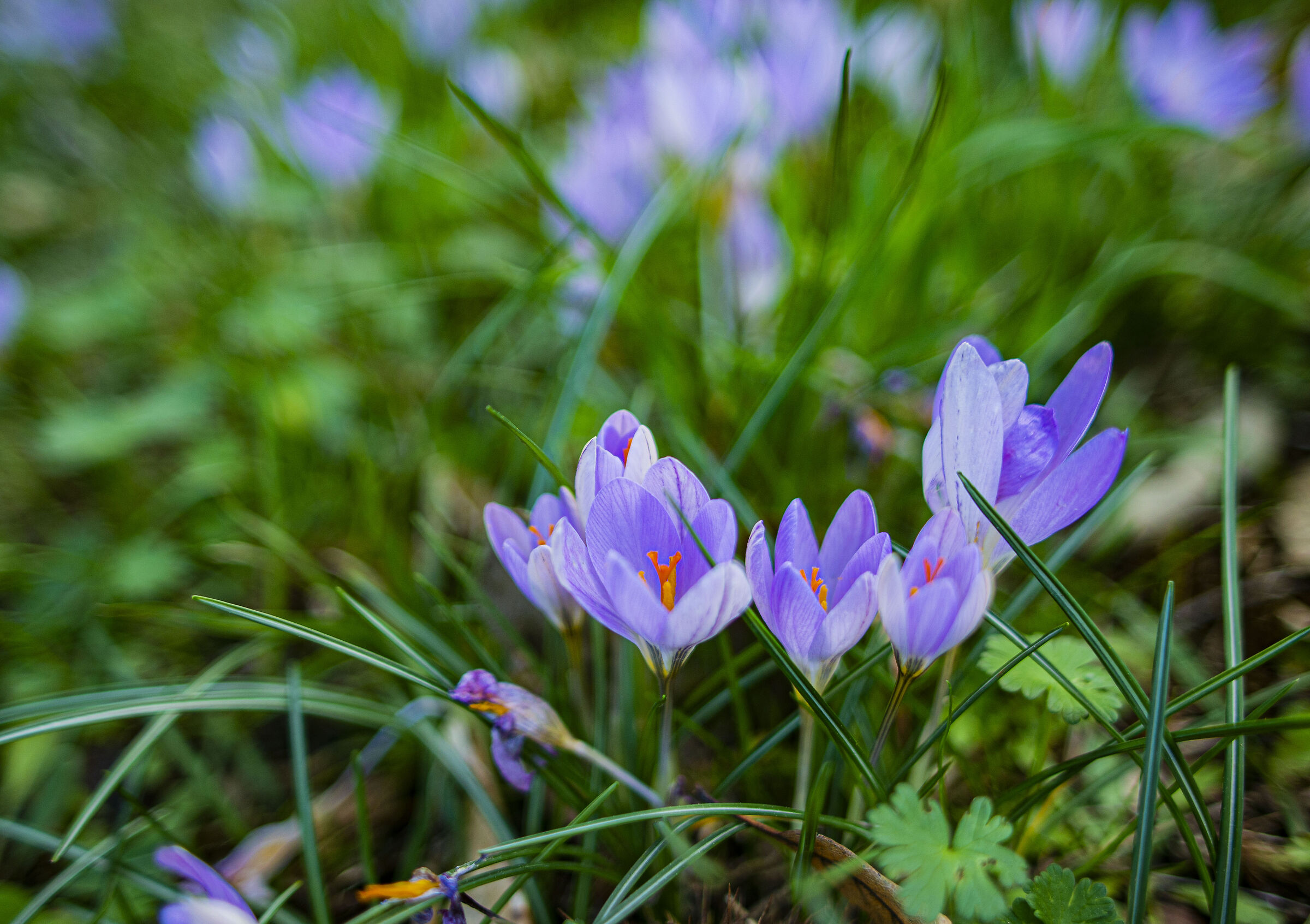 Crochi, a spring announcement