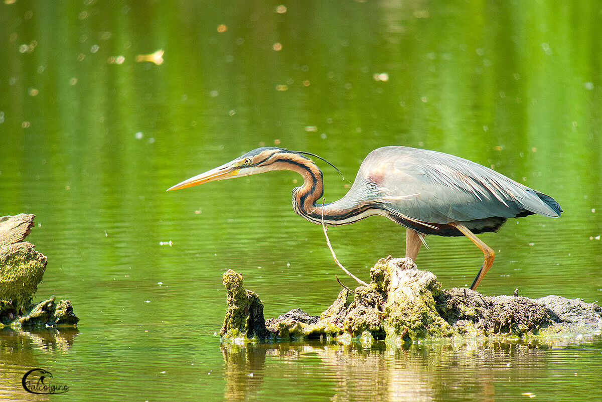 Waiting-Red Heron