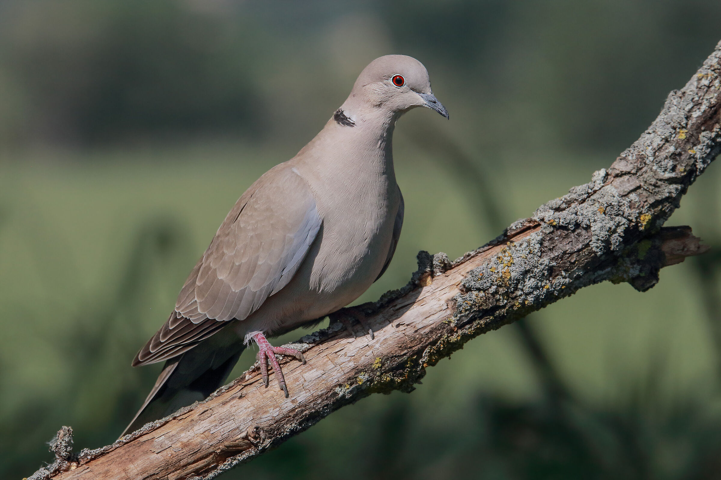 Tortora dal collare (streptopelia decaocto)