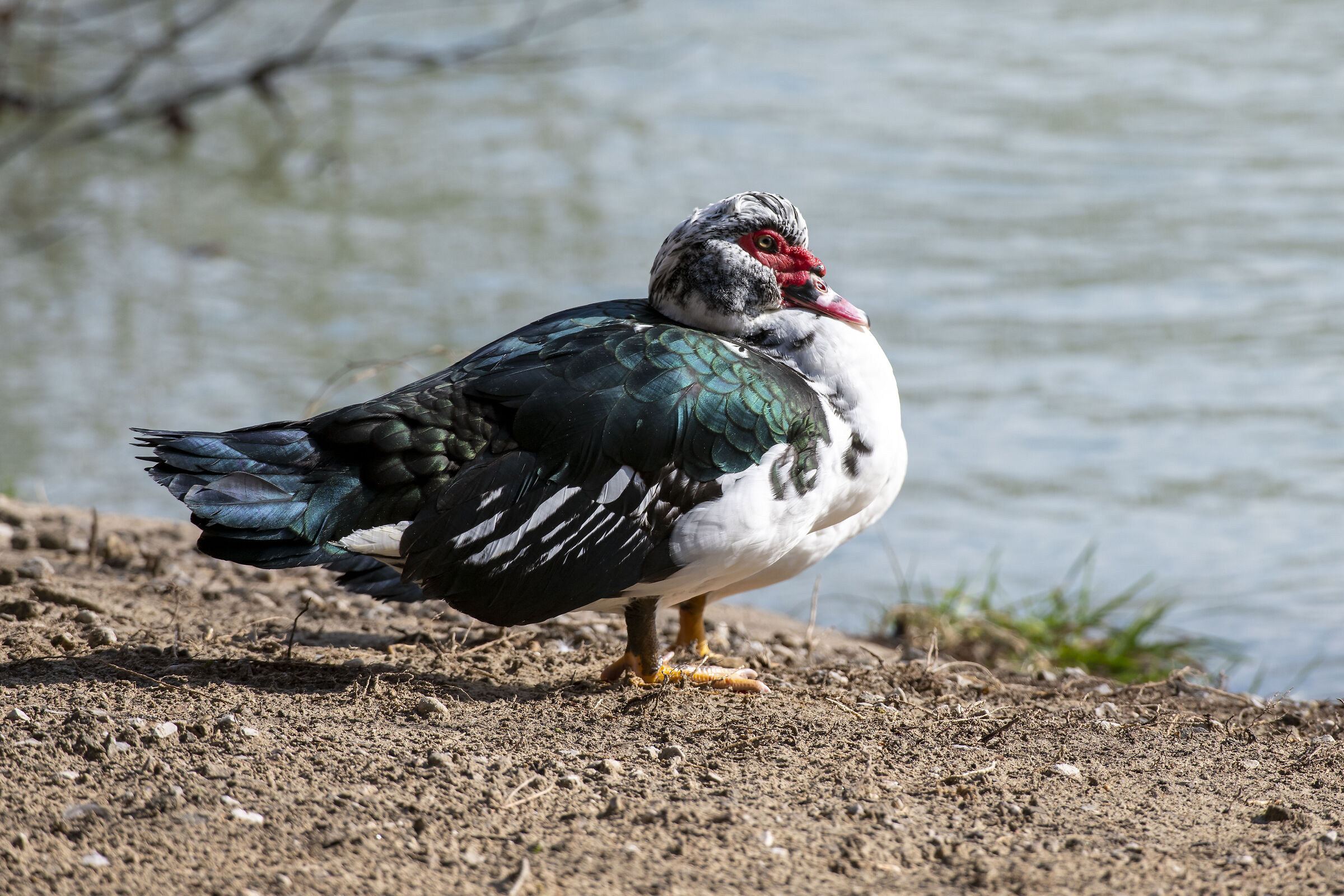 Il riposo dell'Anatra Muta