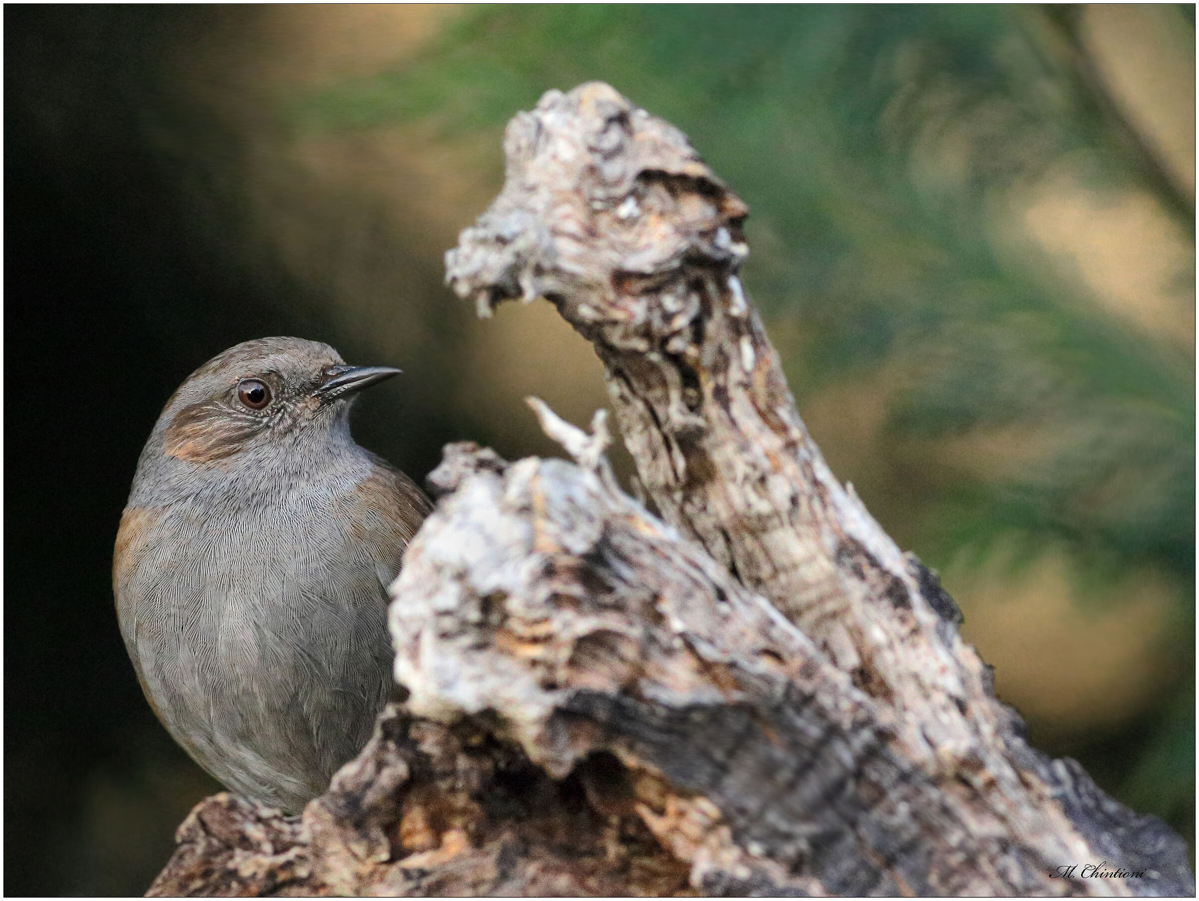 ...Passera Scopaiola ... con Anatra