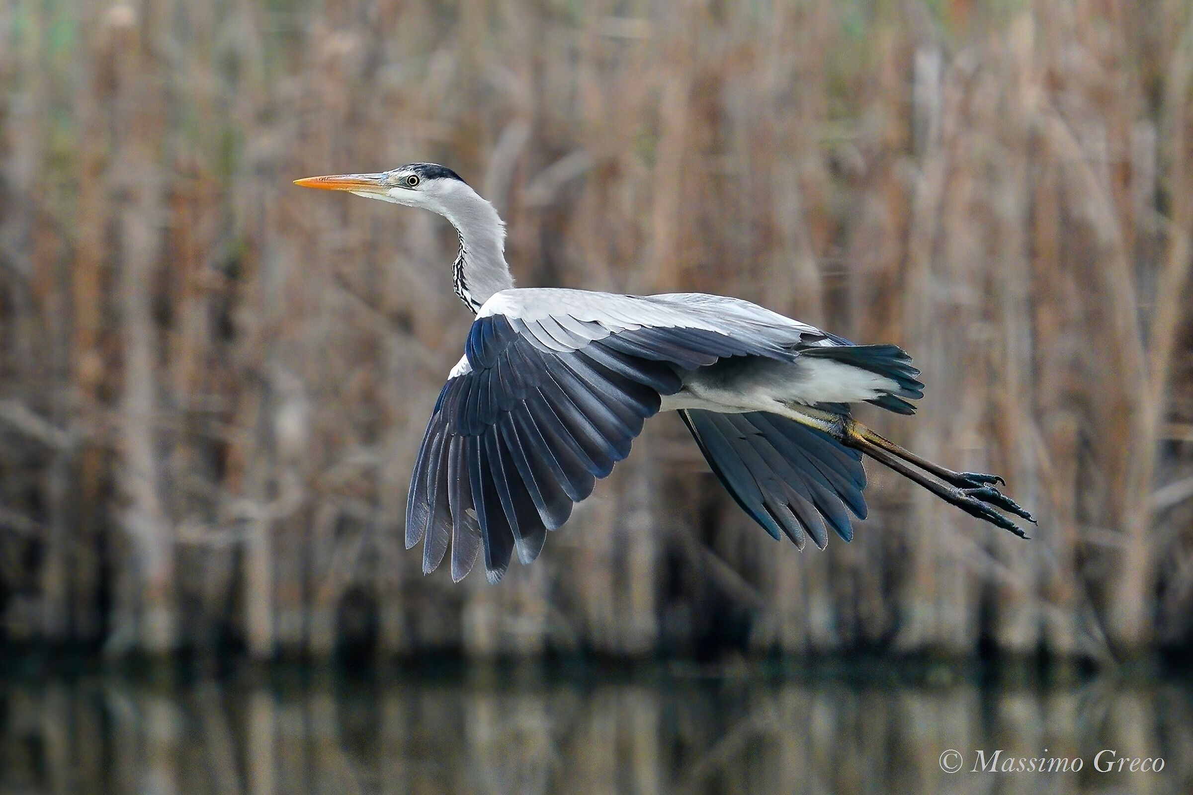 Gray heron