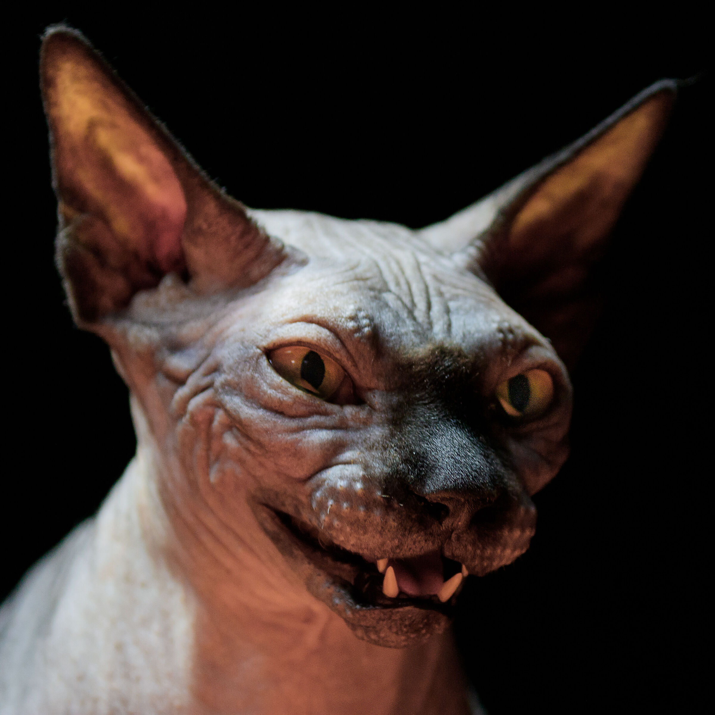 Lo sguardo del diavolo