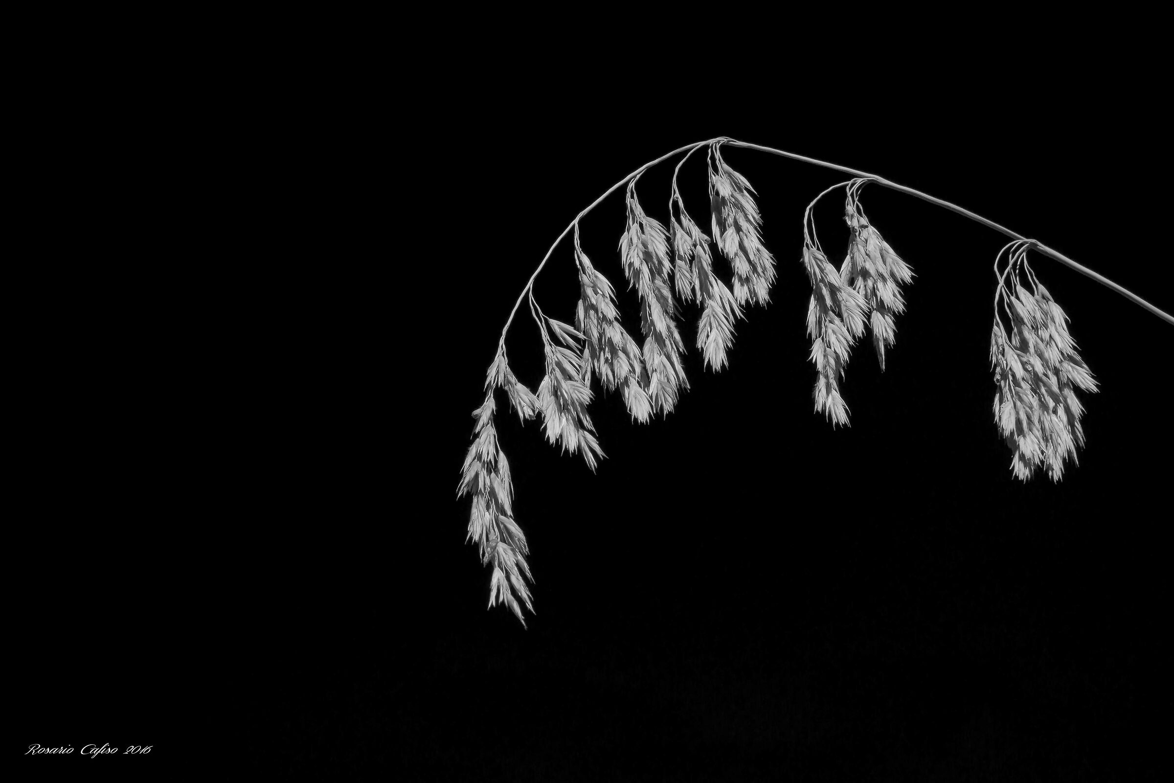 Grafismo e natura...