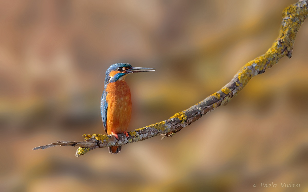Kingfisher, in search of his girlfriend