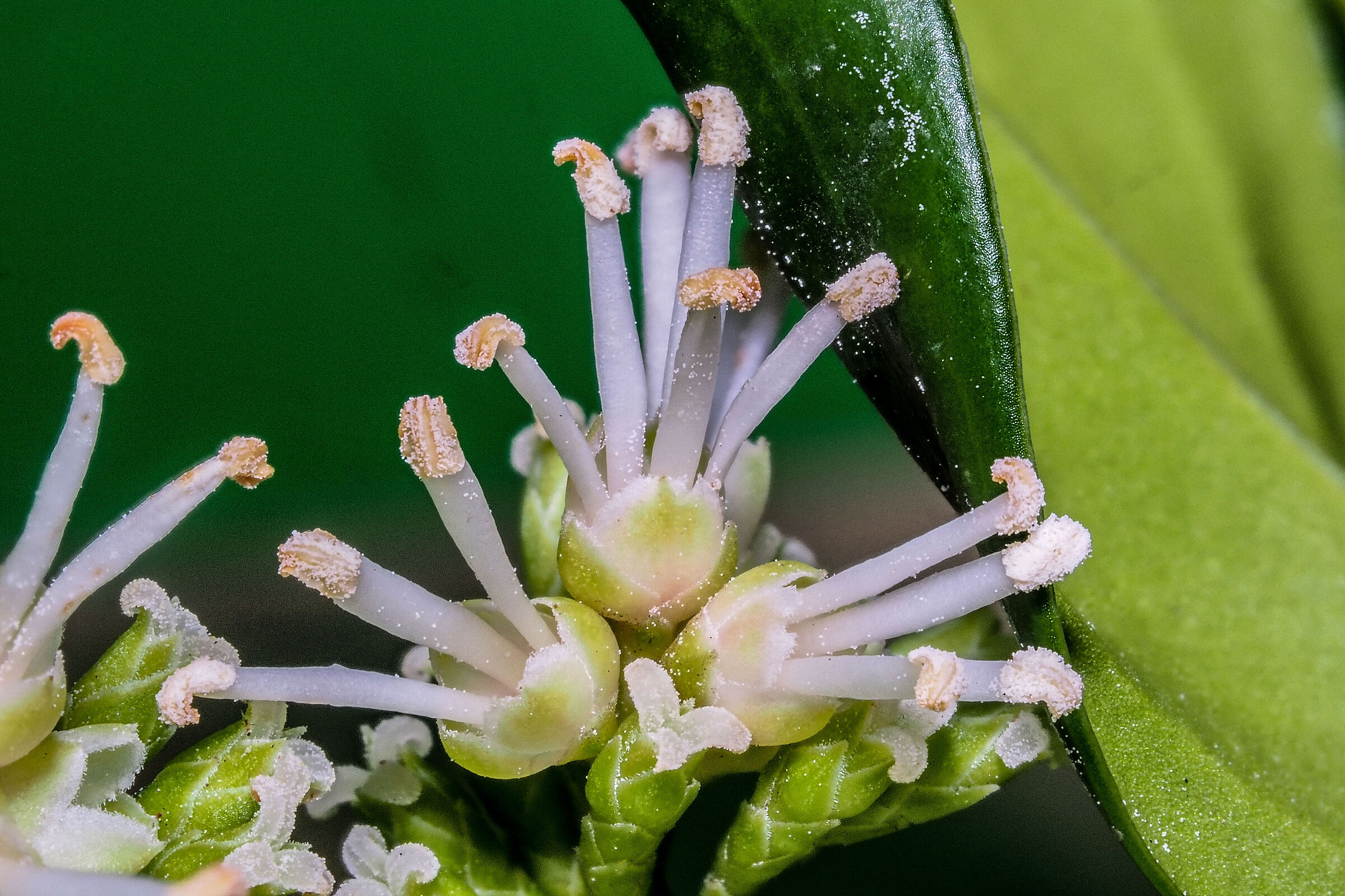 Ilex aquifolium