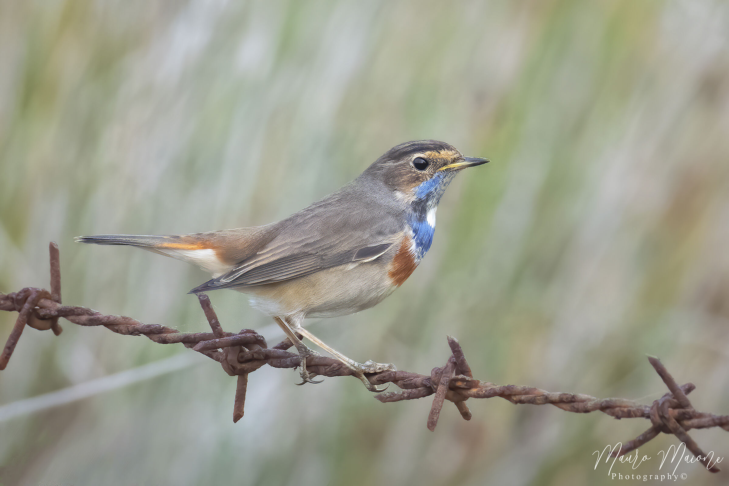 Pettazzurro (Luscinia svecica)