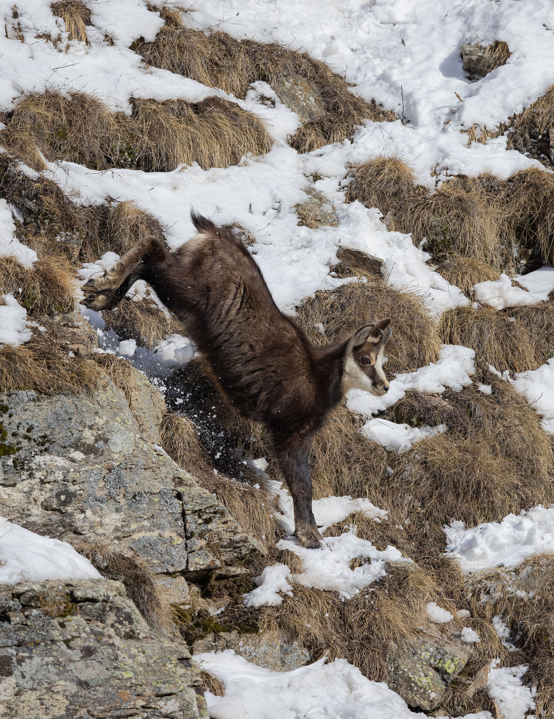 Camoscio alpino (Rupicapra rupicapra)