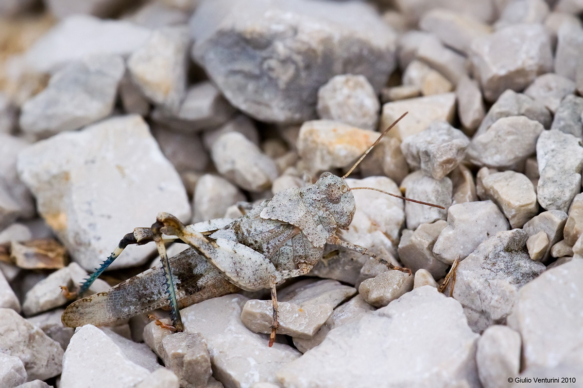 Cavalletta & Mimetismo