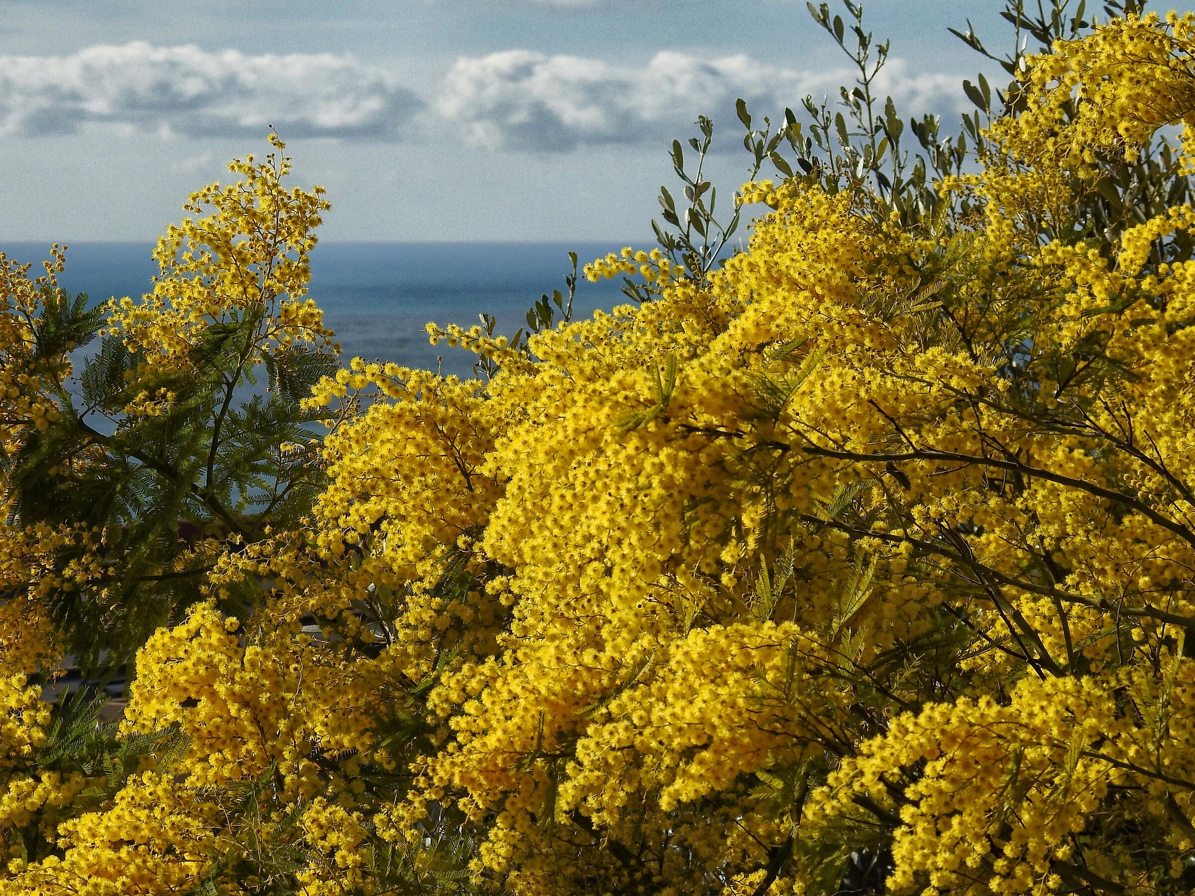 Fiore giallo d'inverno