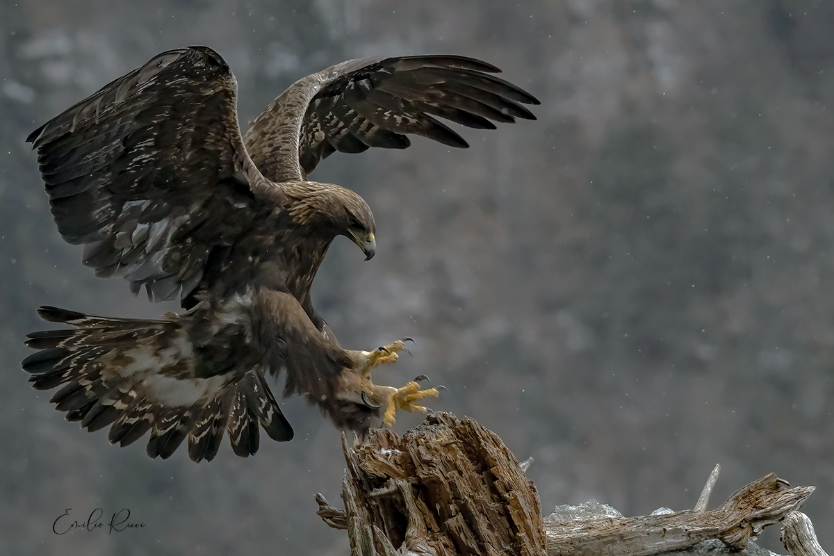 aquila reale -Alpi Italiane-