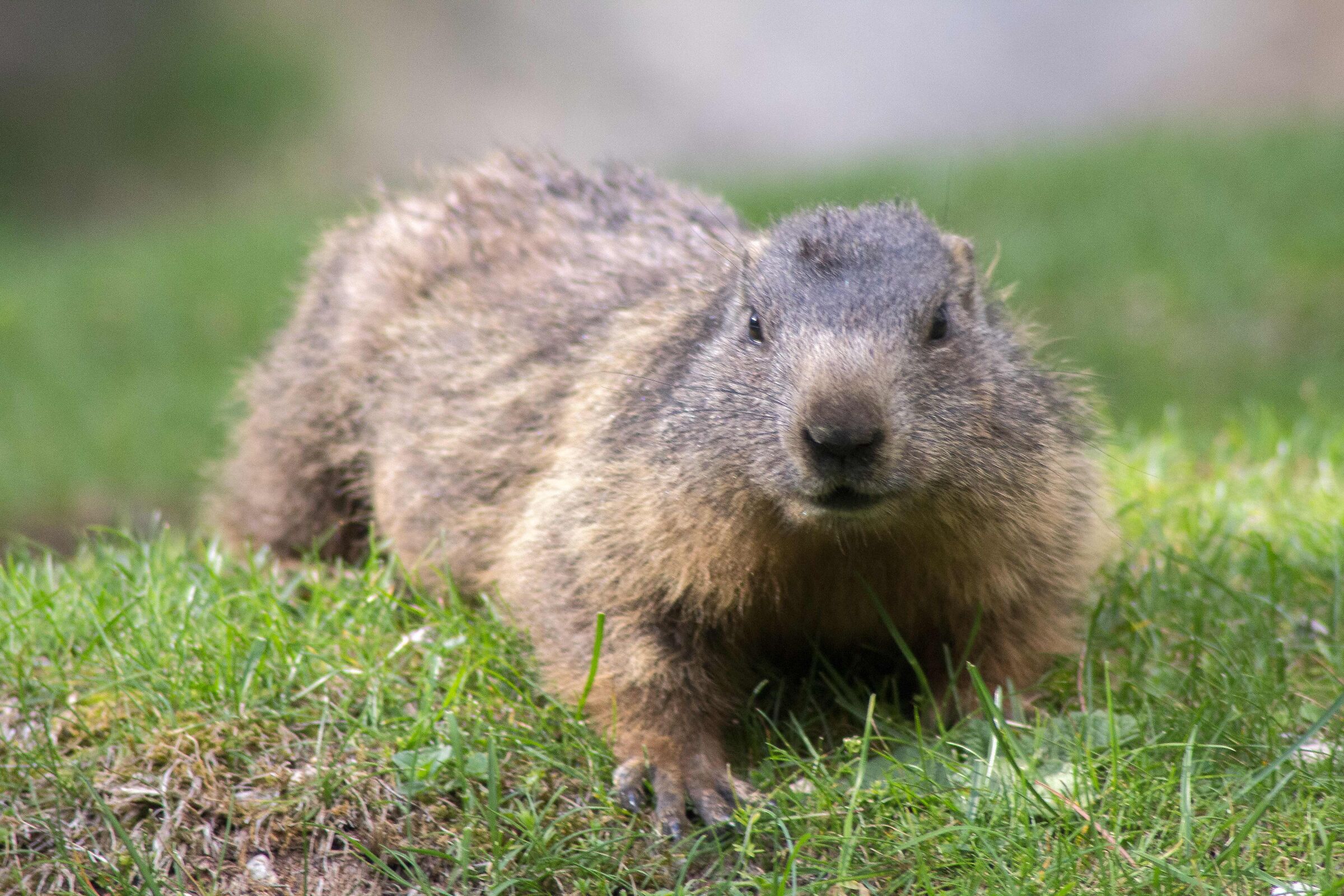 Marmot