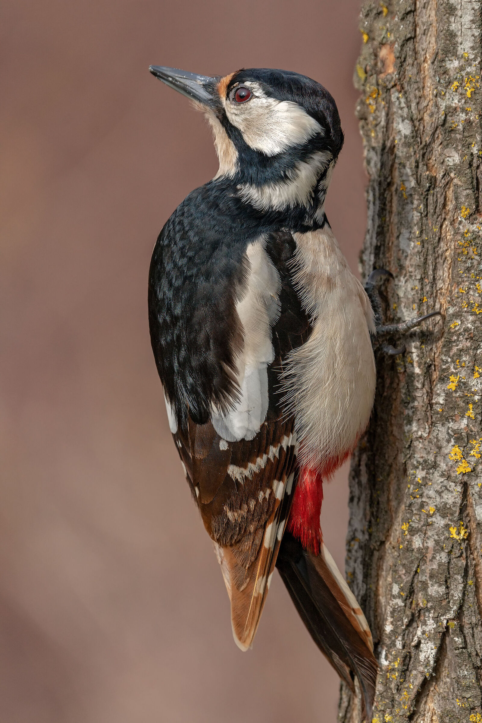 Picchio rosso maggiore