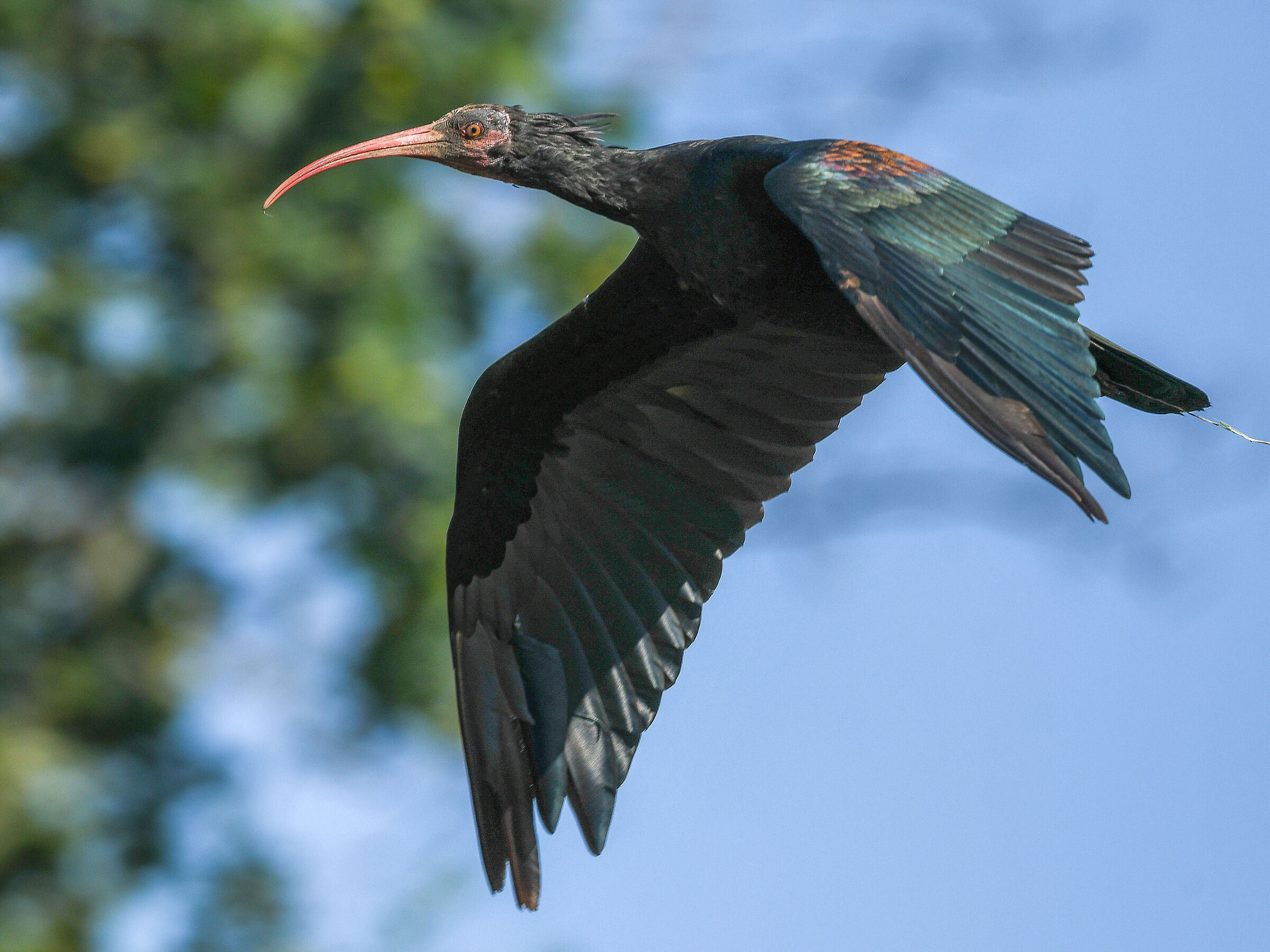 Hermit Ibis 08.08.20 Lomazzo (CO)