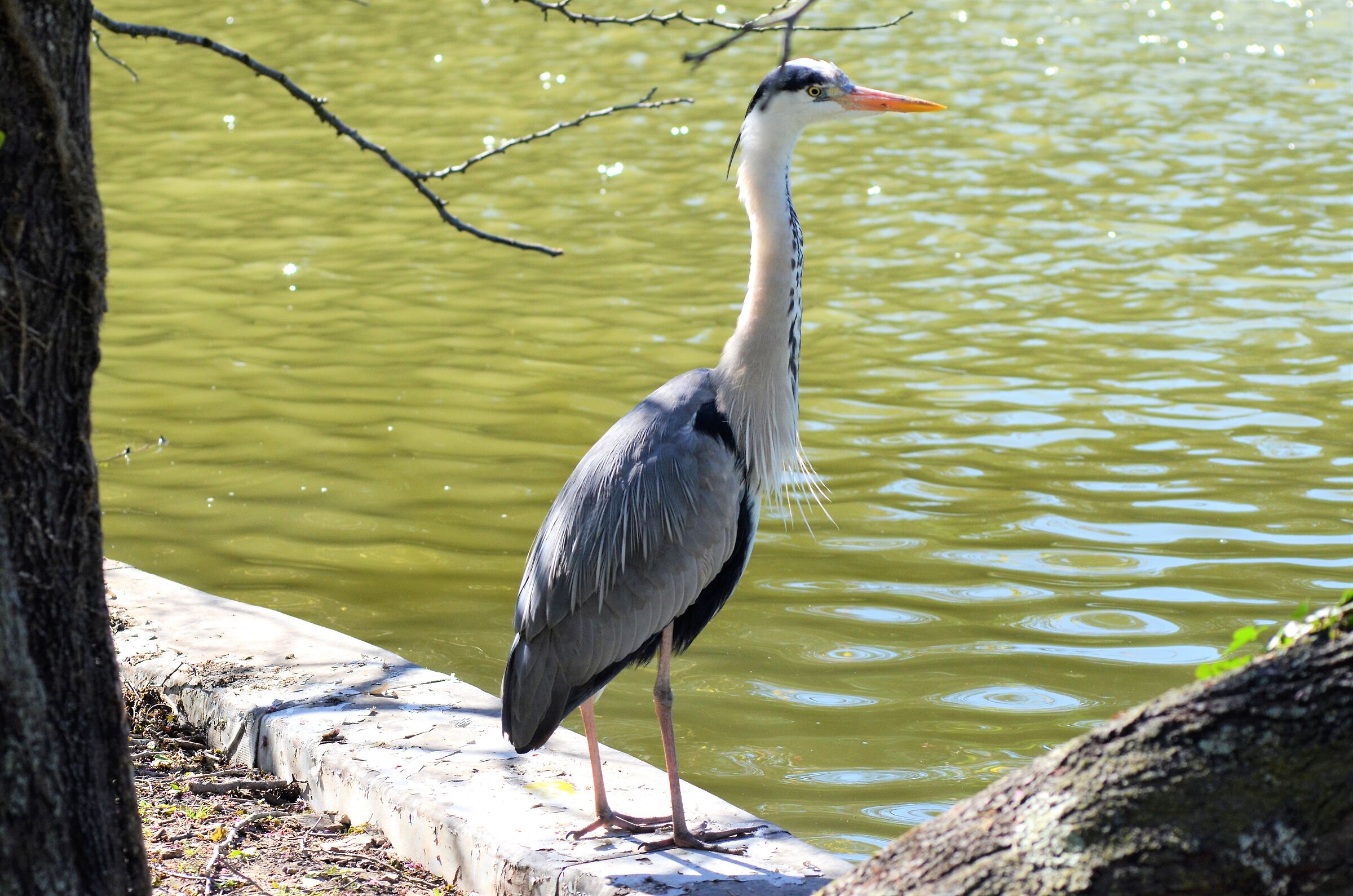 gray heron