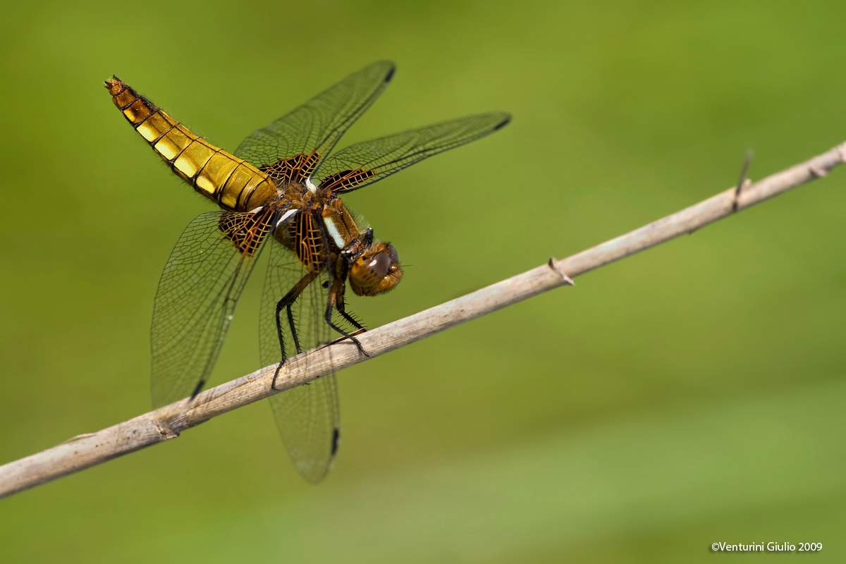 Libellula Depressa Femmina