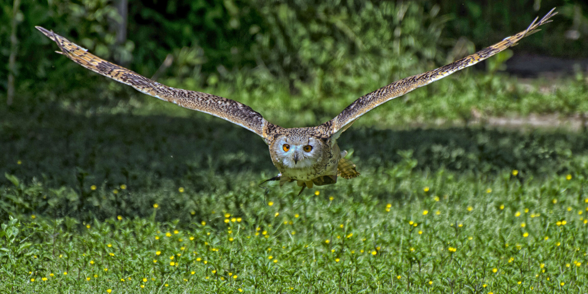 volo libero