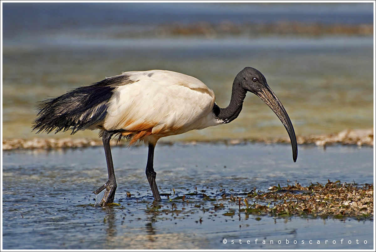 Sacred Ibis