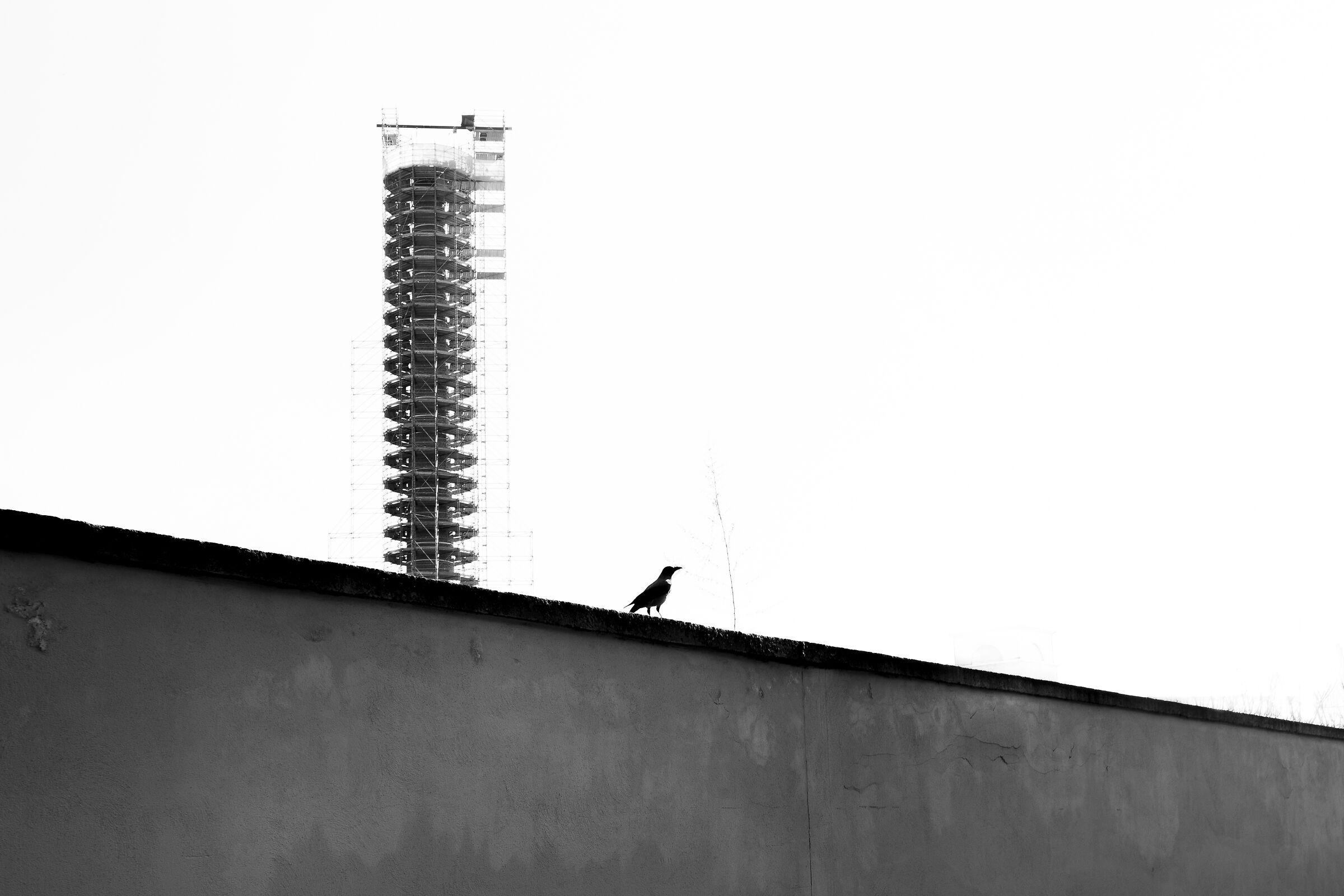 Il corvo e la spirale