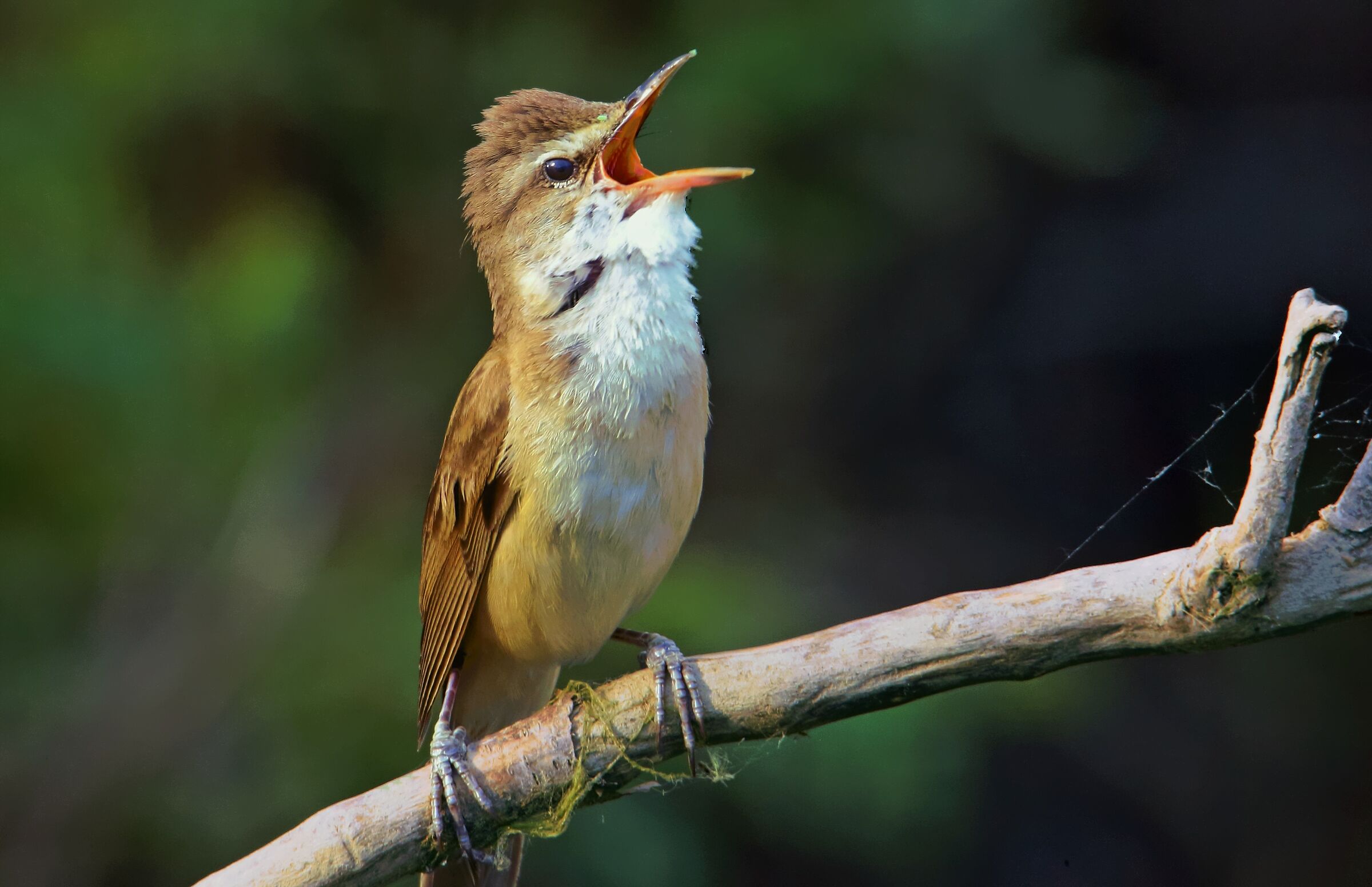 Il tramonto del Cannareccione