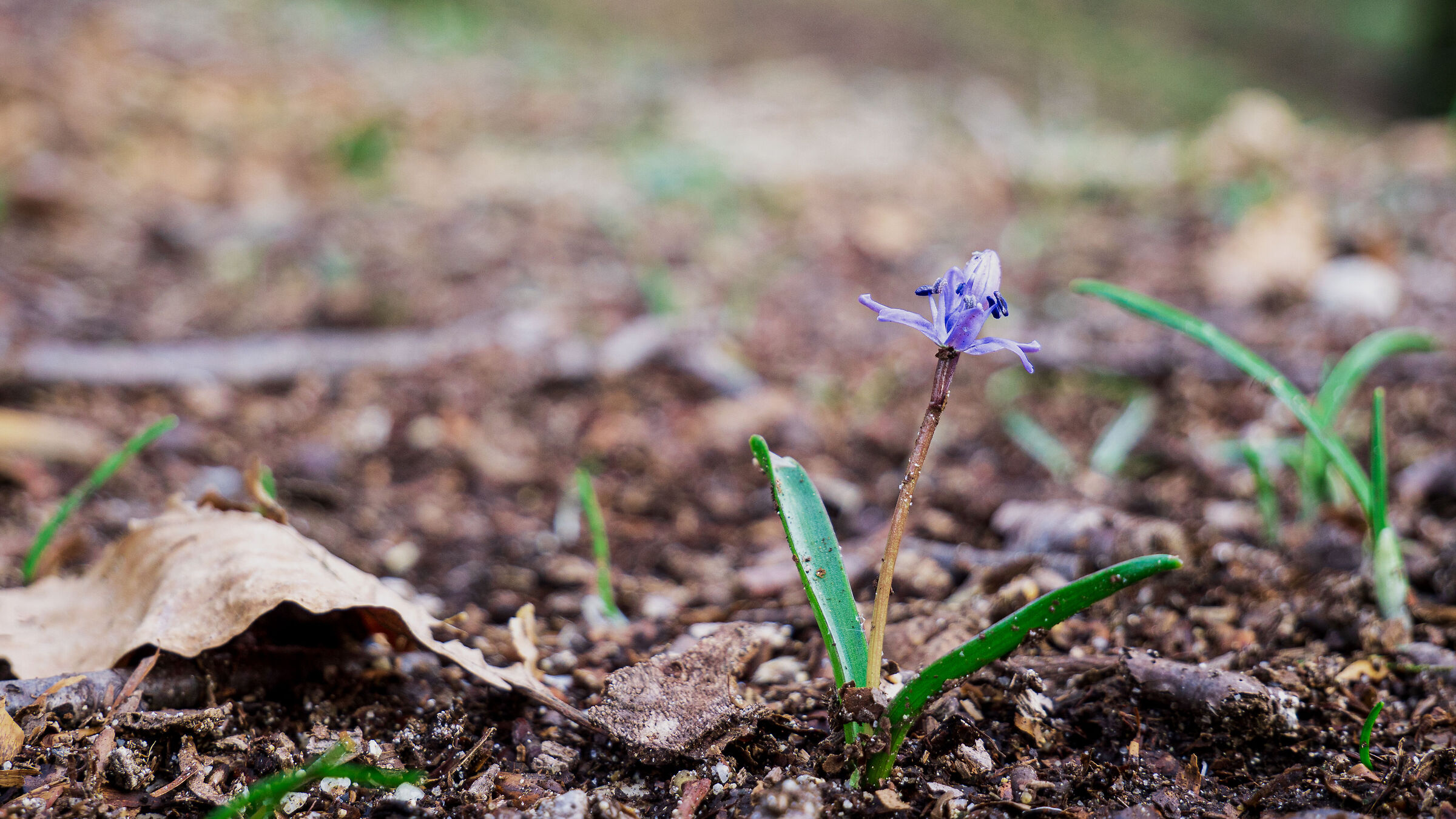 Purple mountain flower