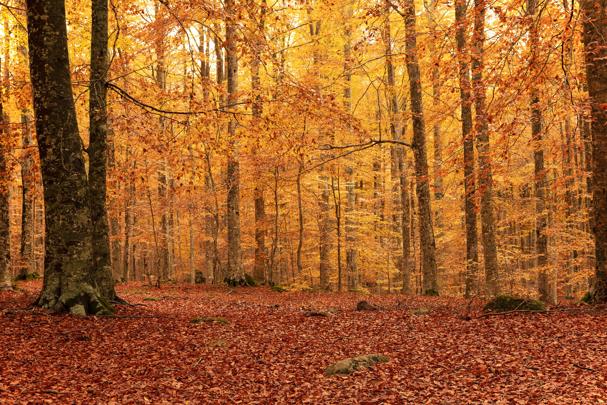 splendore di colori, monte Amiata