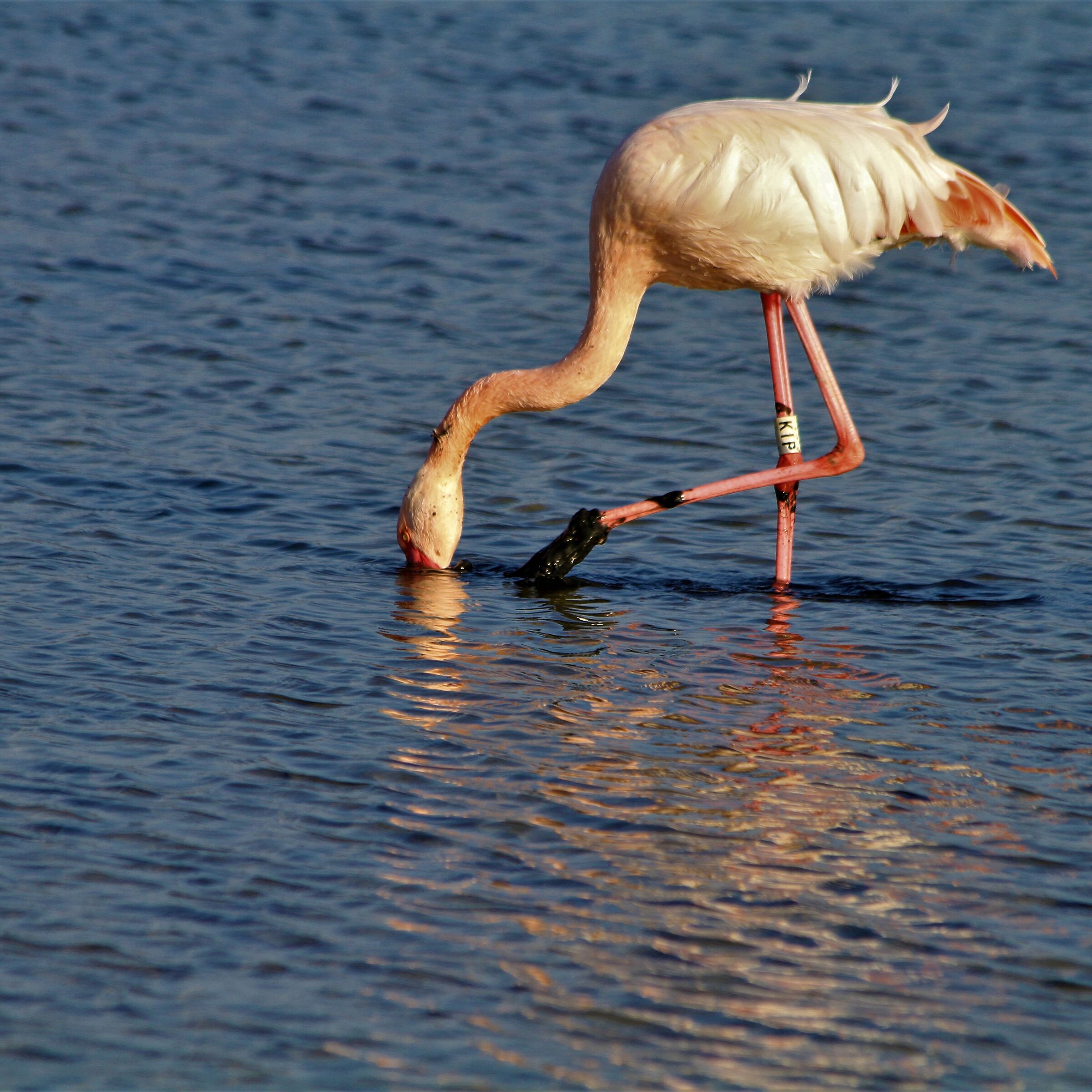 Il quarantenne il fenicottero kip