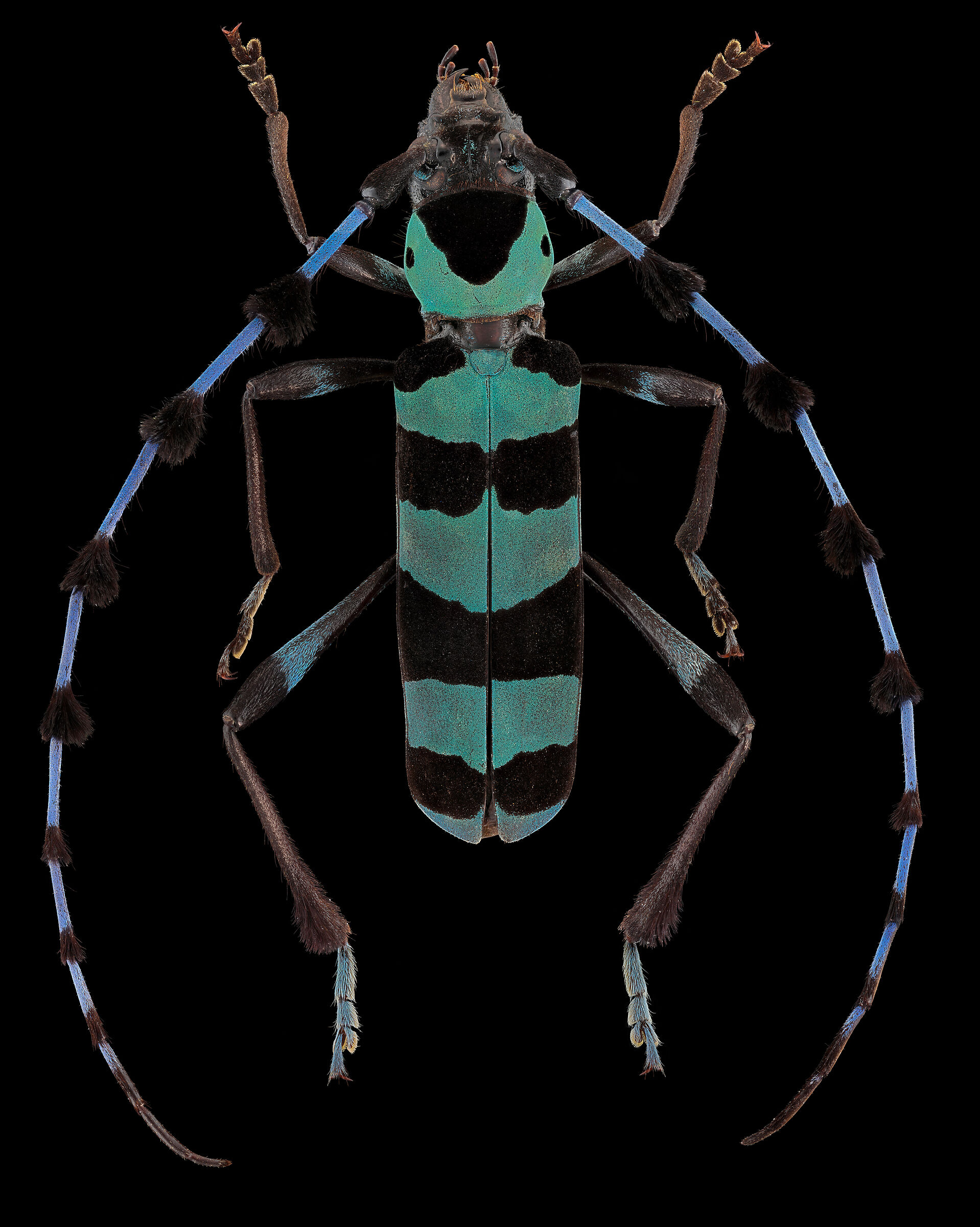 Rosalia lemeerei - Wikipedia