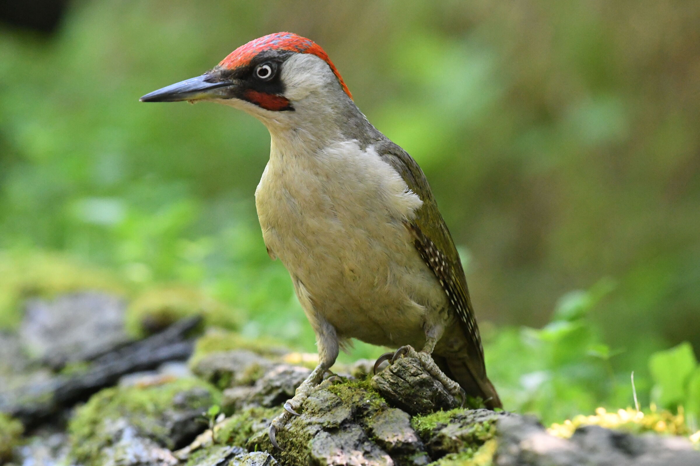 Woodpecker