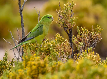 Bolborhynchus orbygnesius