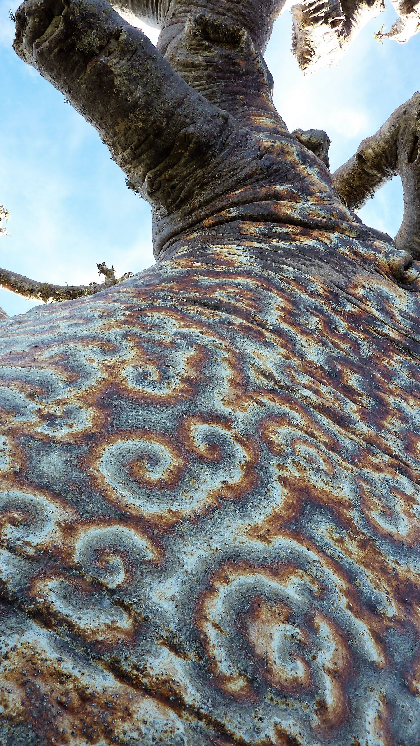 Baobabs love Picasso too