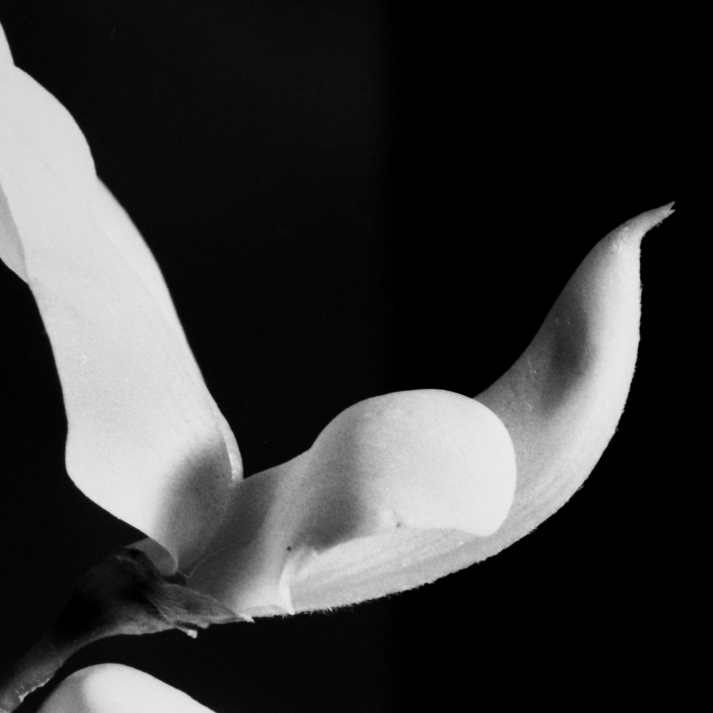 Broom in flight