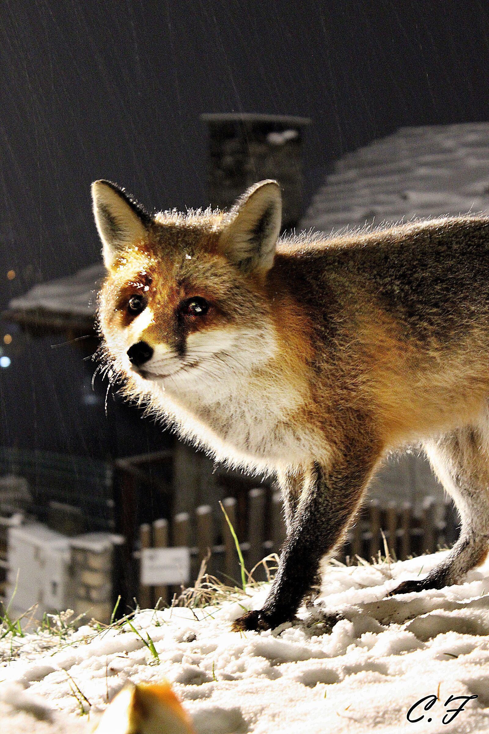 La regina delle nevi