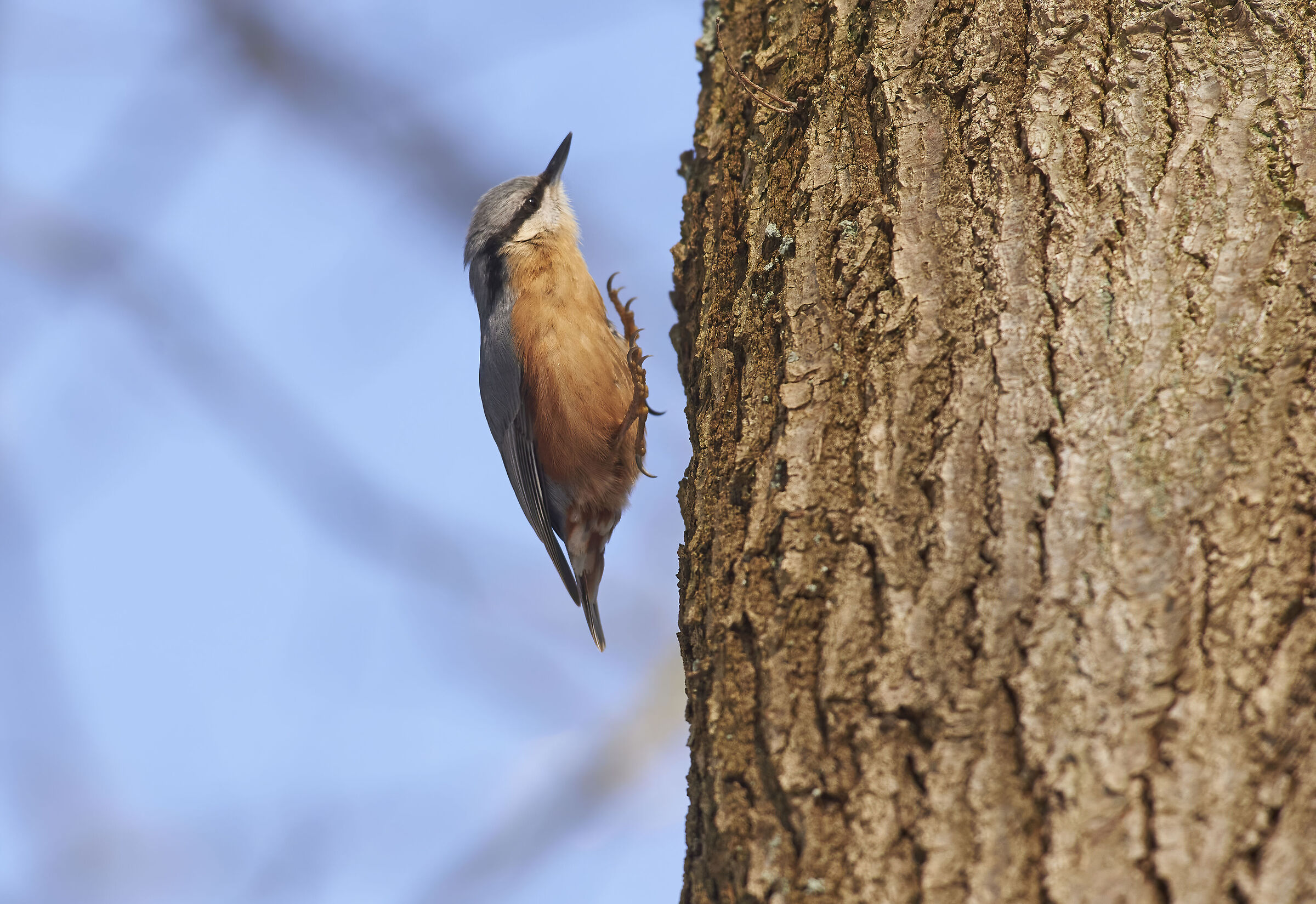 Nuthatč