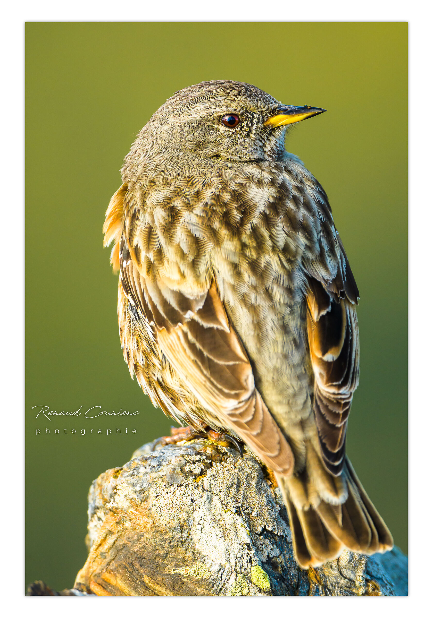 Il sordone (Prunella collaris Scopoli, 1769)