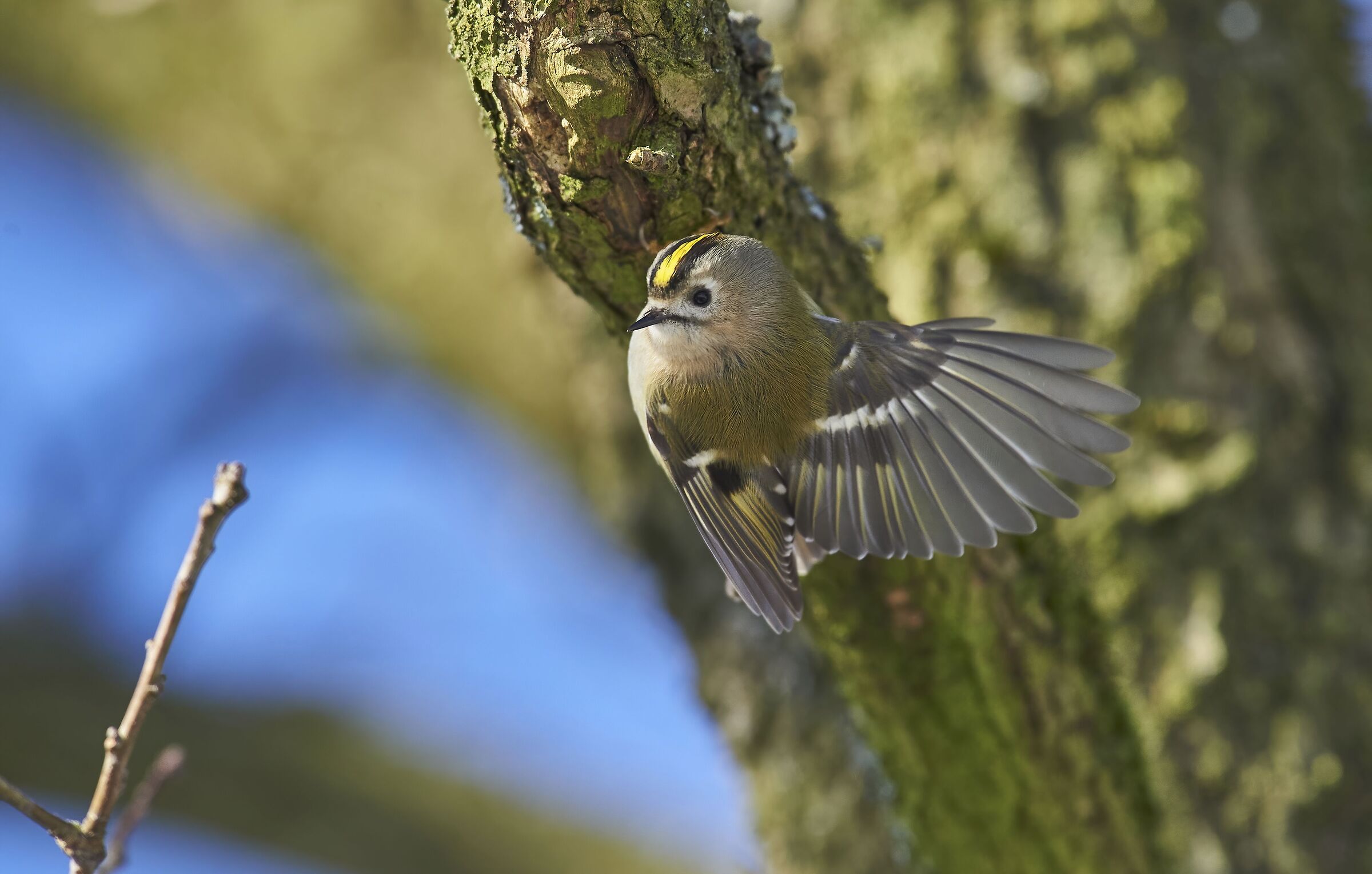 Goldcrest