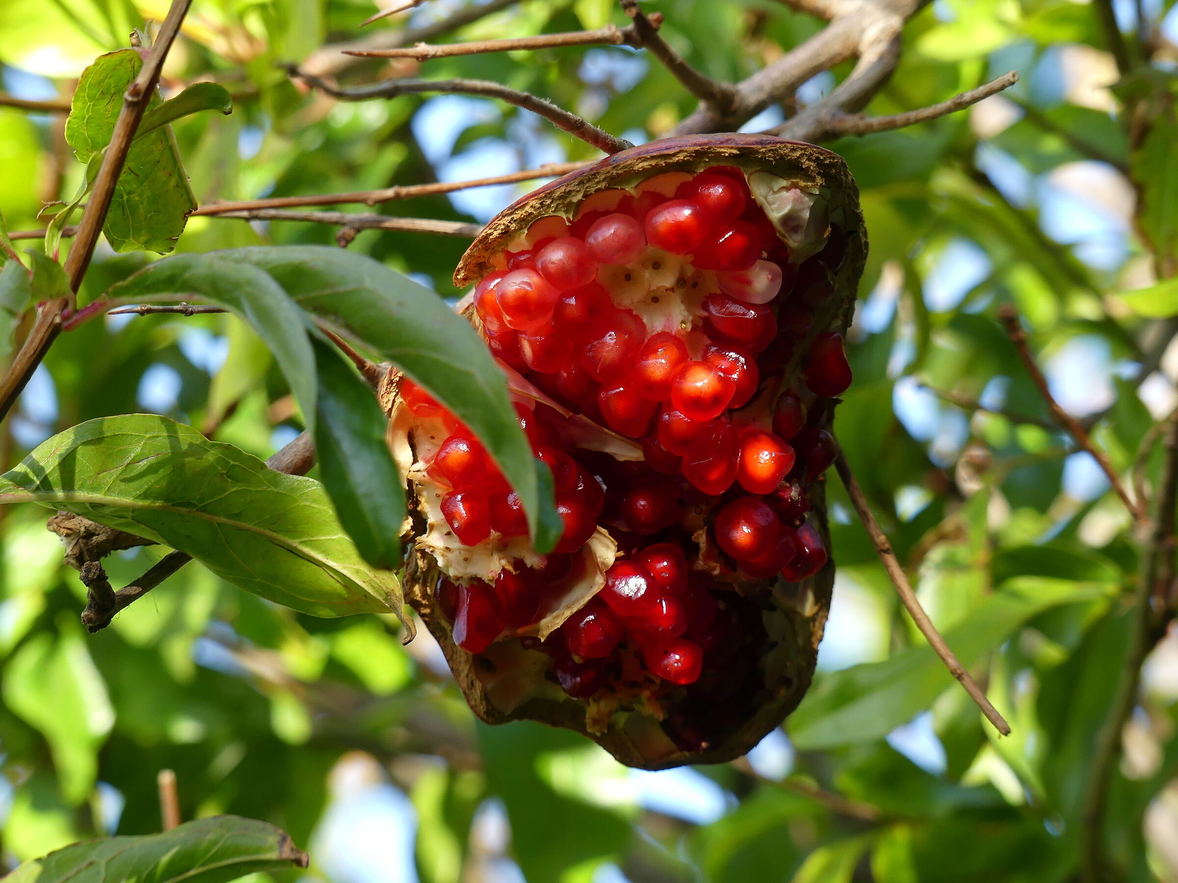 Lumx FZ300 Pomegranate