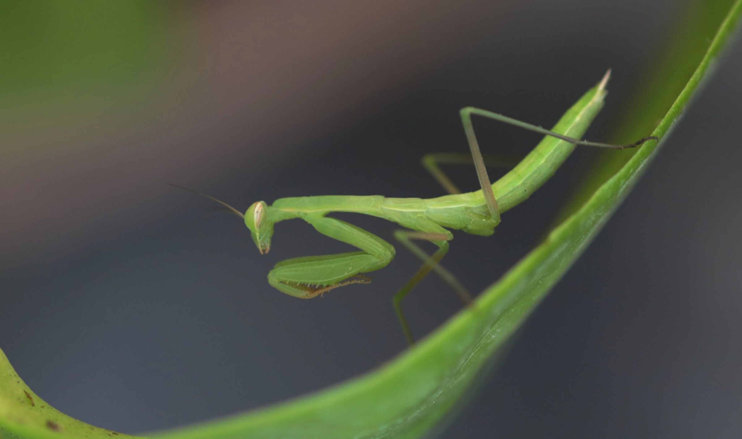 Mantis