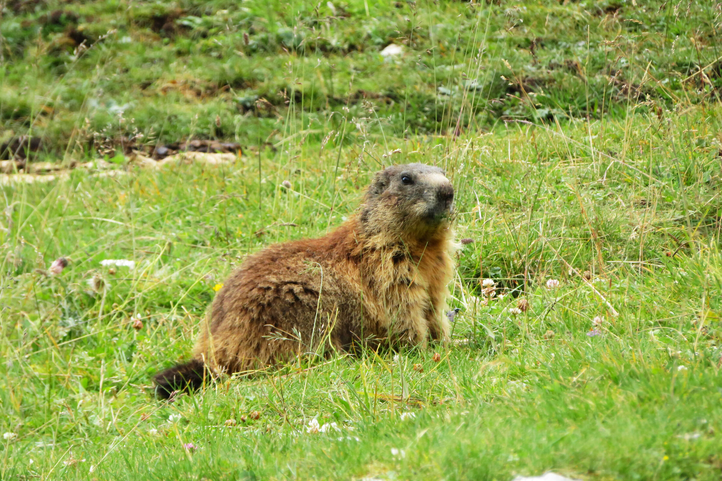 Marmotta