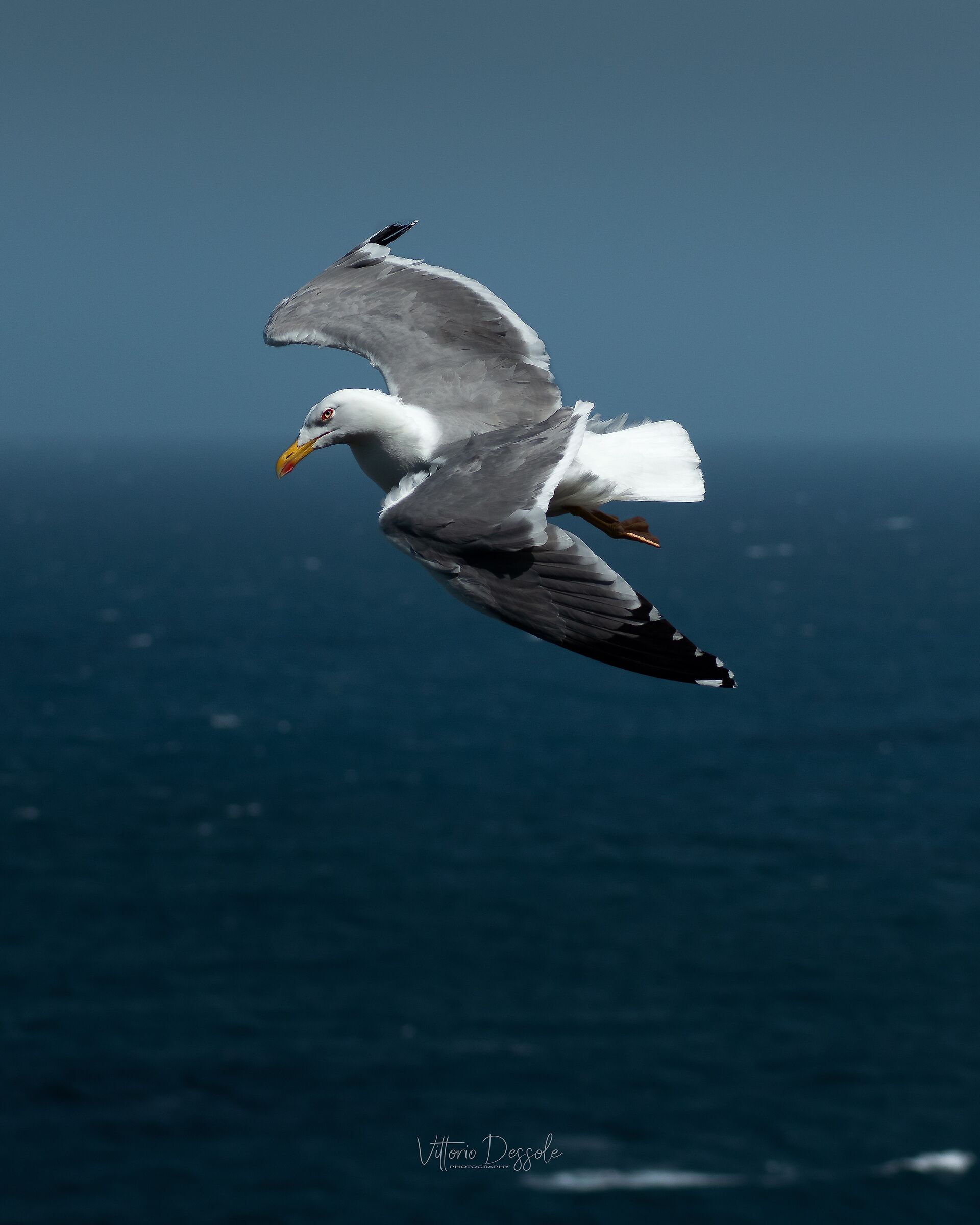 Seagull in the Wind