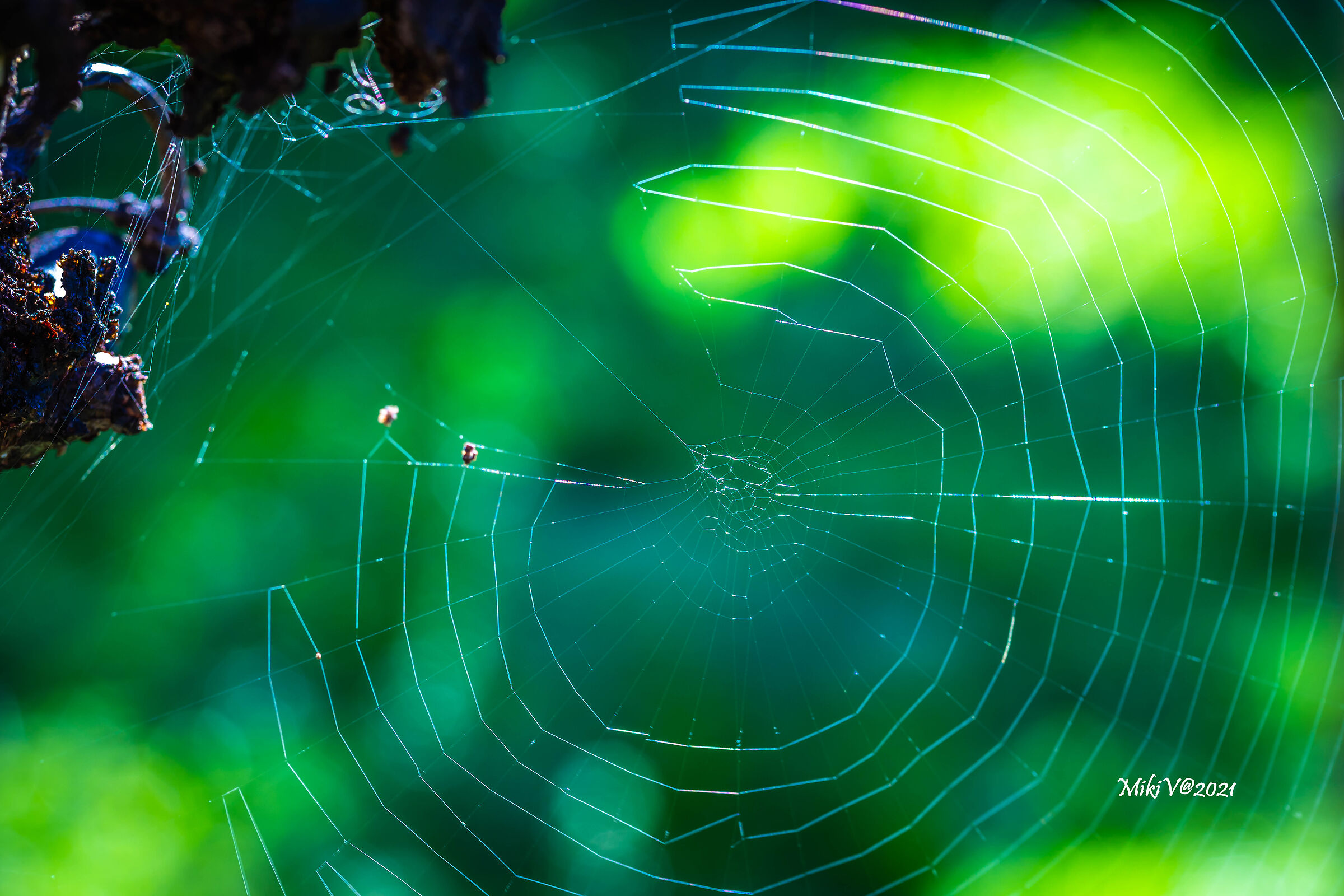 Nella tela del ragno