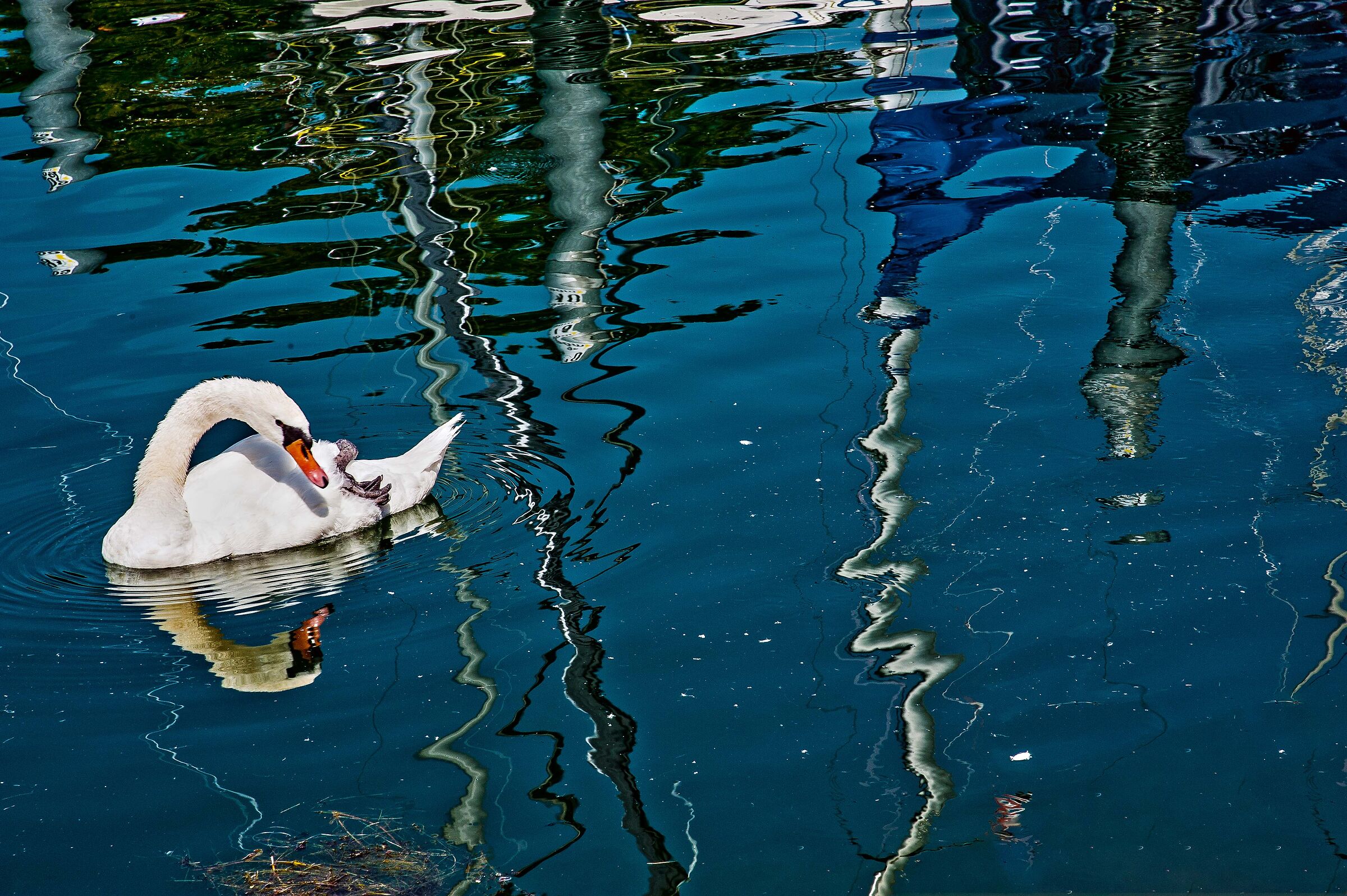 il cigno tra i riflessi