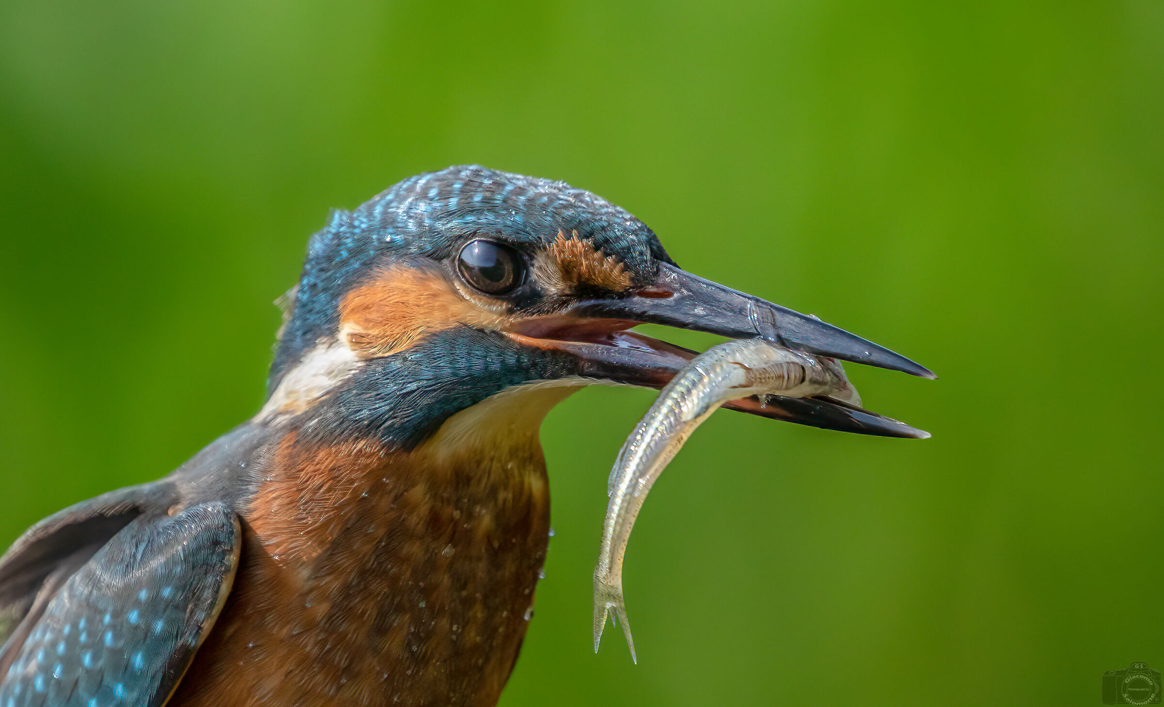 Kingfisher with little fish.
