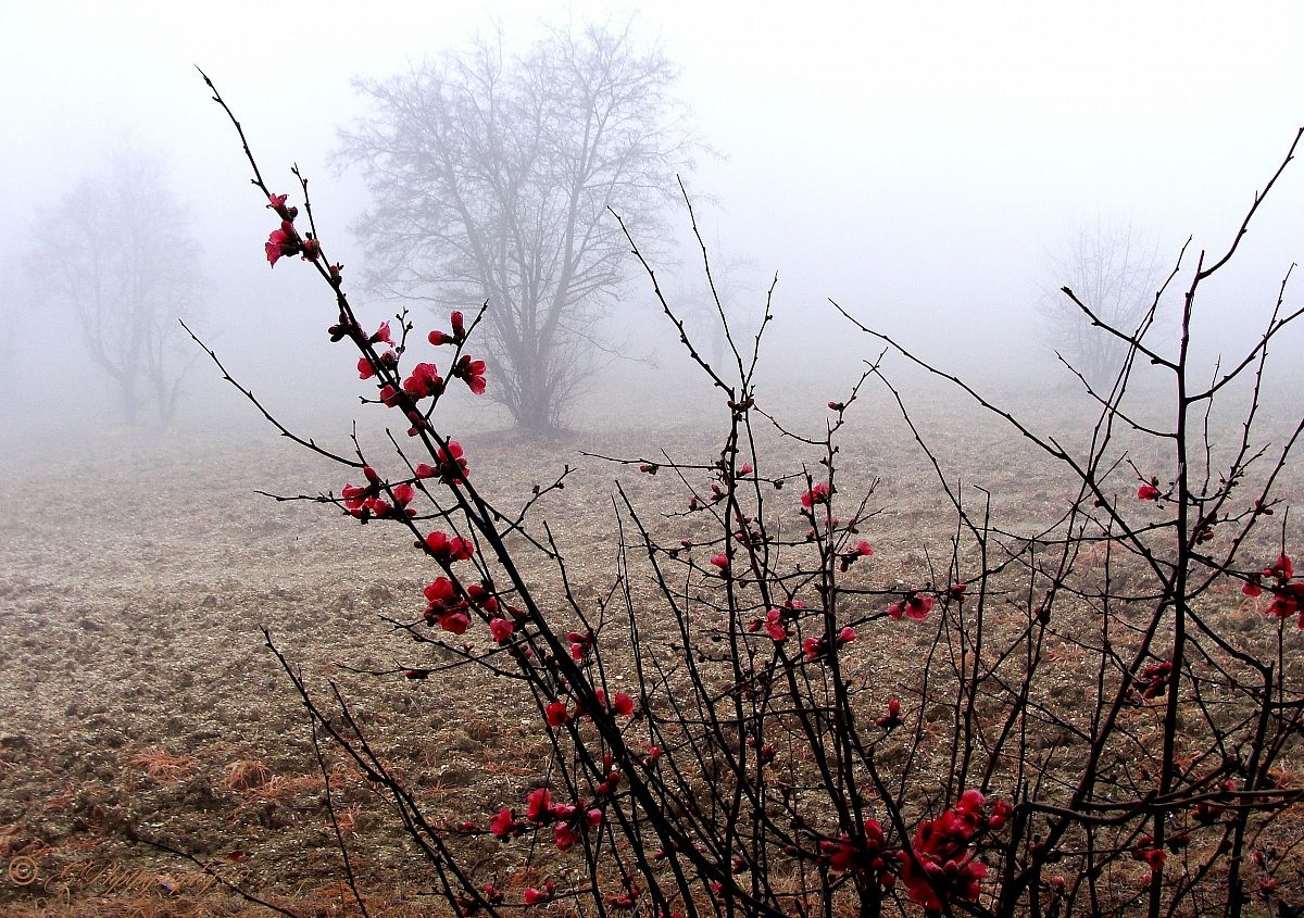 "Japanese" in The Fog
