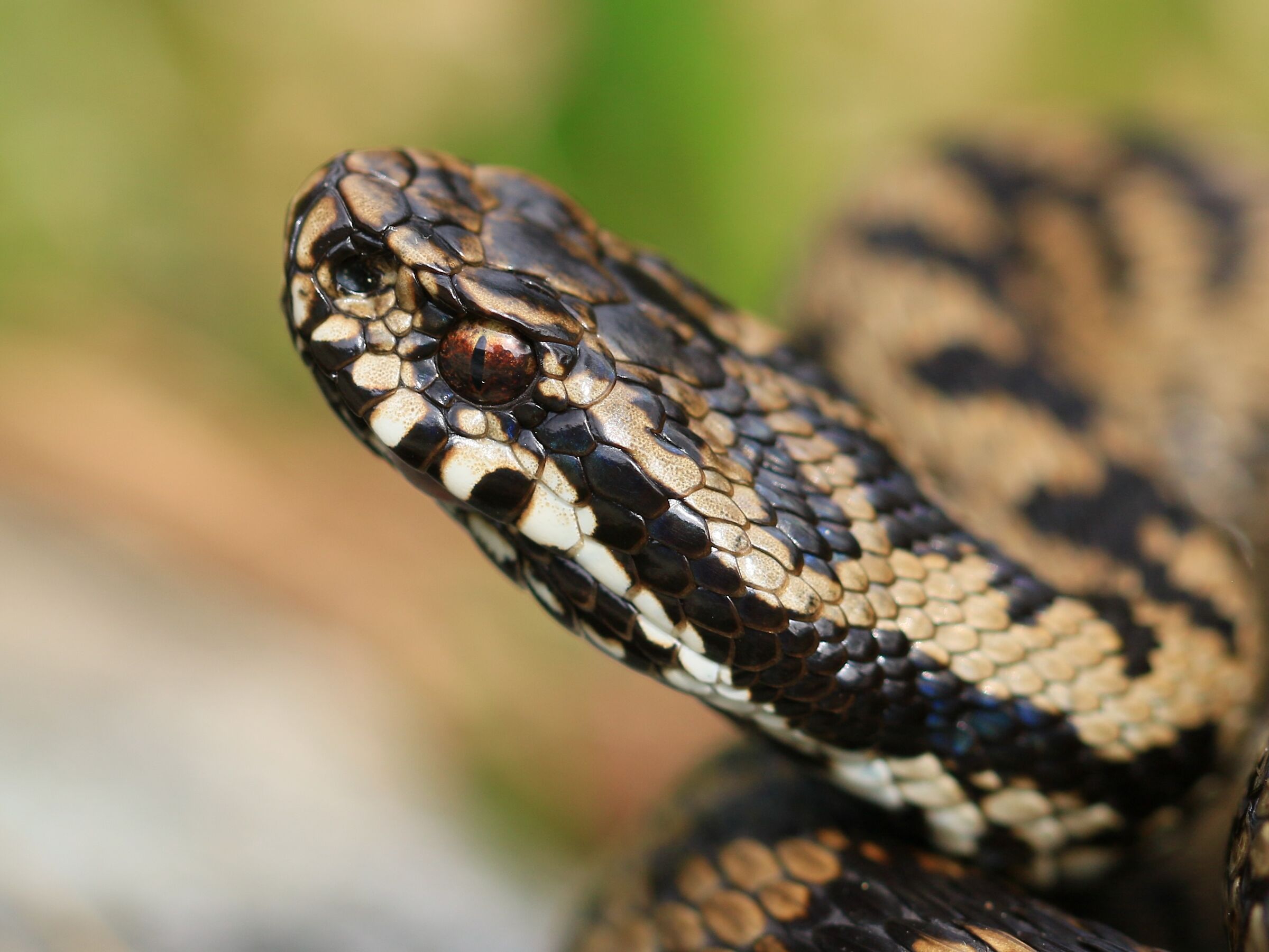 Vipera berus ssp. berus, maschio
