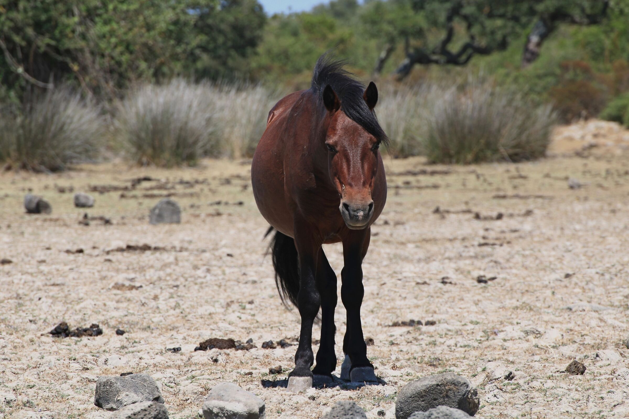 Cavallino della giara - 40° all'ombra